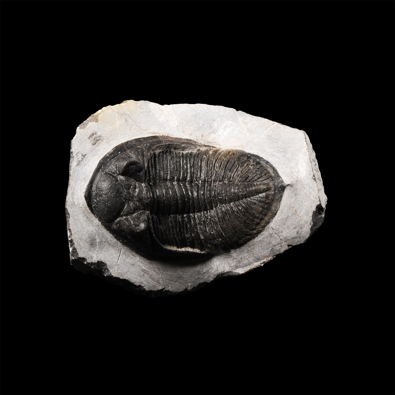 Natural History - Fossil Odontochile Trilobite