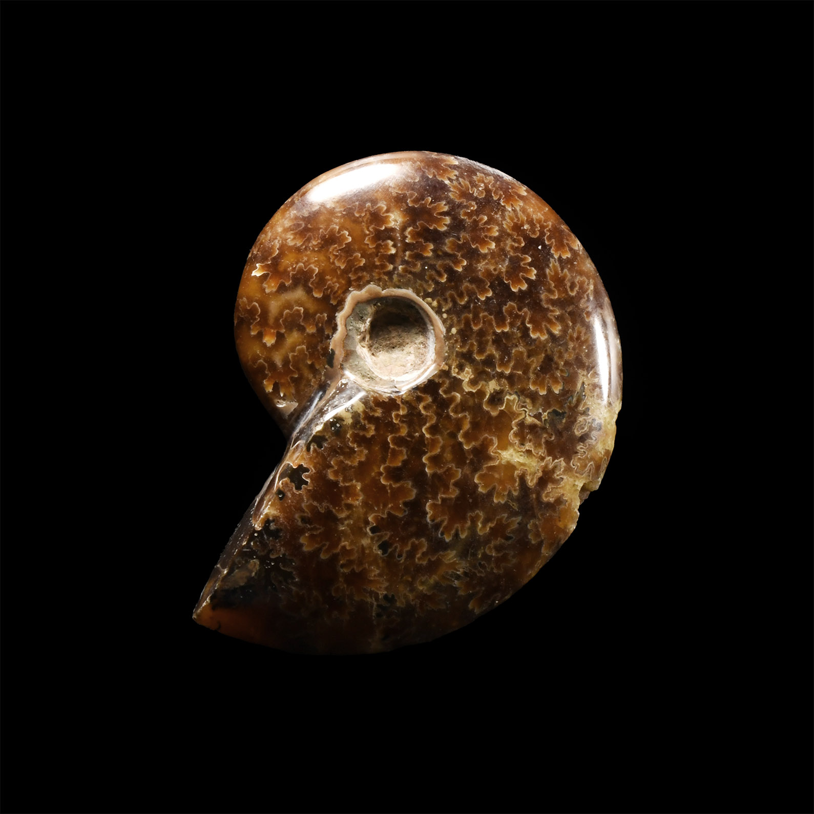 Natural History - Polished Fossil Ammonite