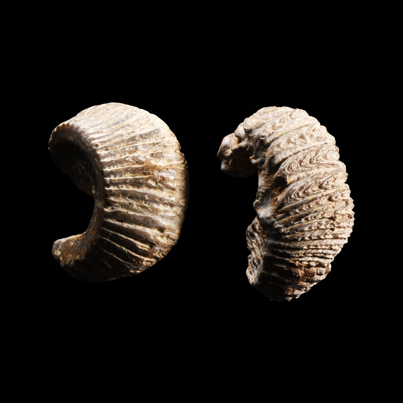 Natural History - Fossil Rastellum Bivalve Group