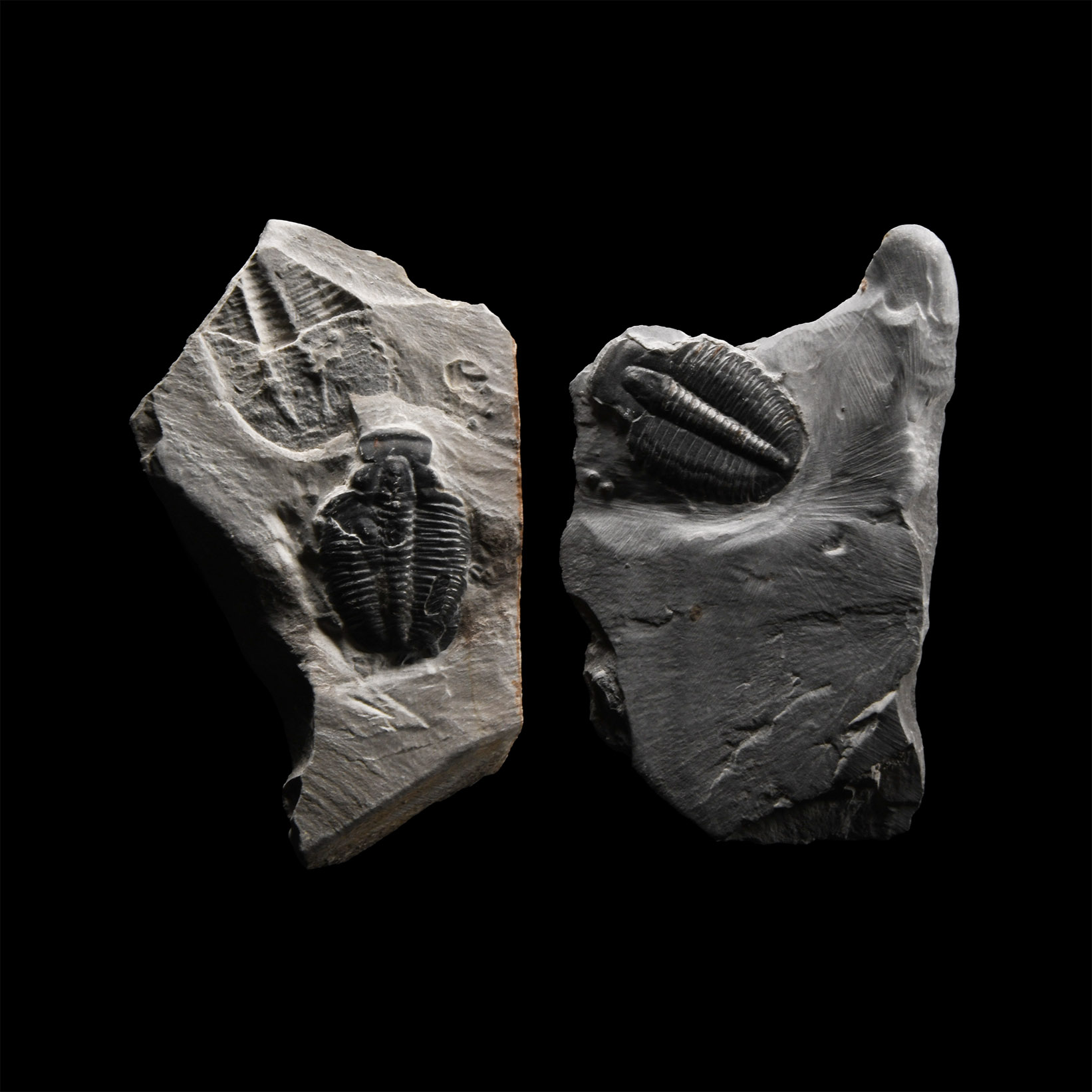 Natural History - Fossil Elrathia Kingii Trilobite Group