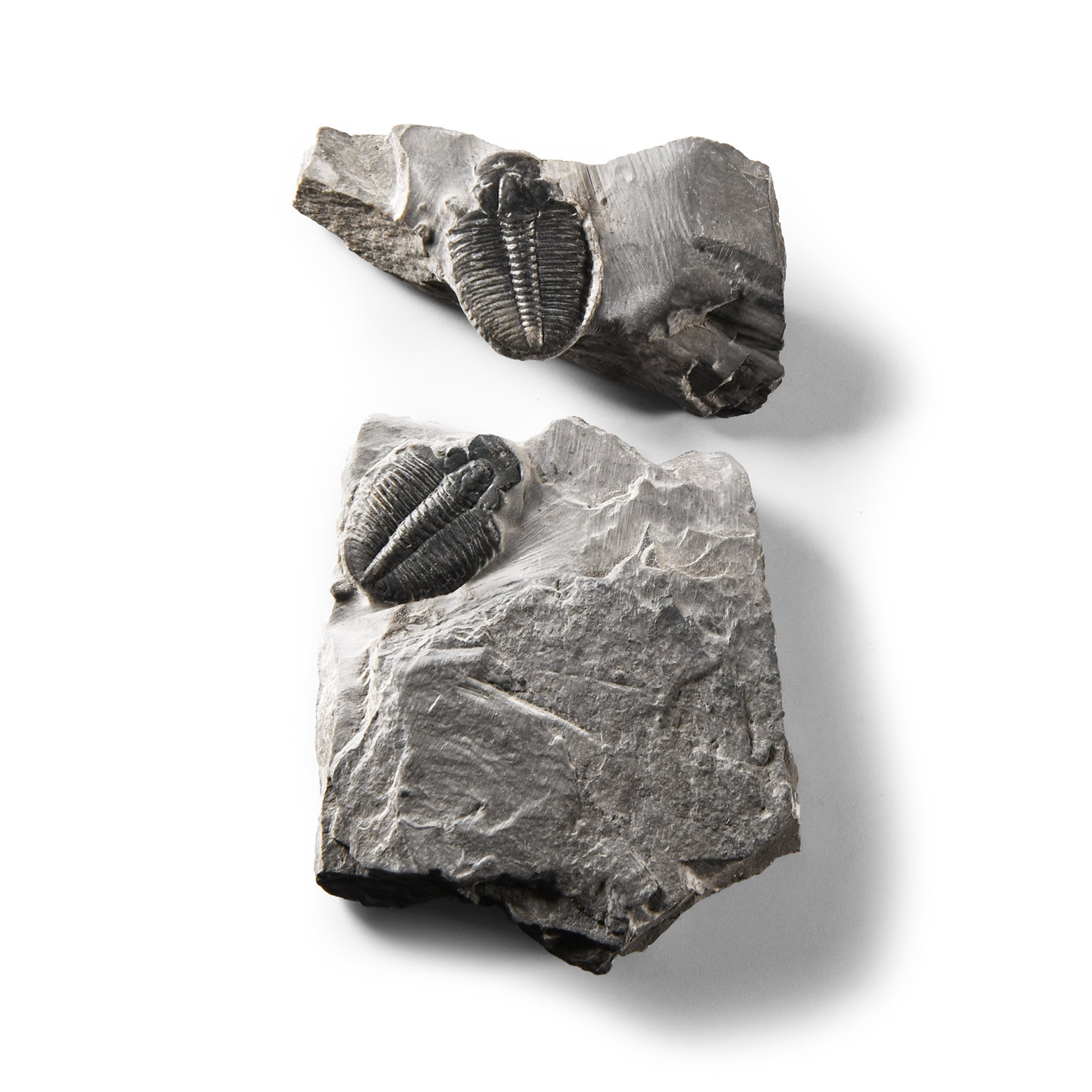 Natural History - Fossil Elrathia Kingii Trilobite Group