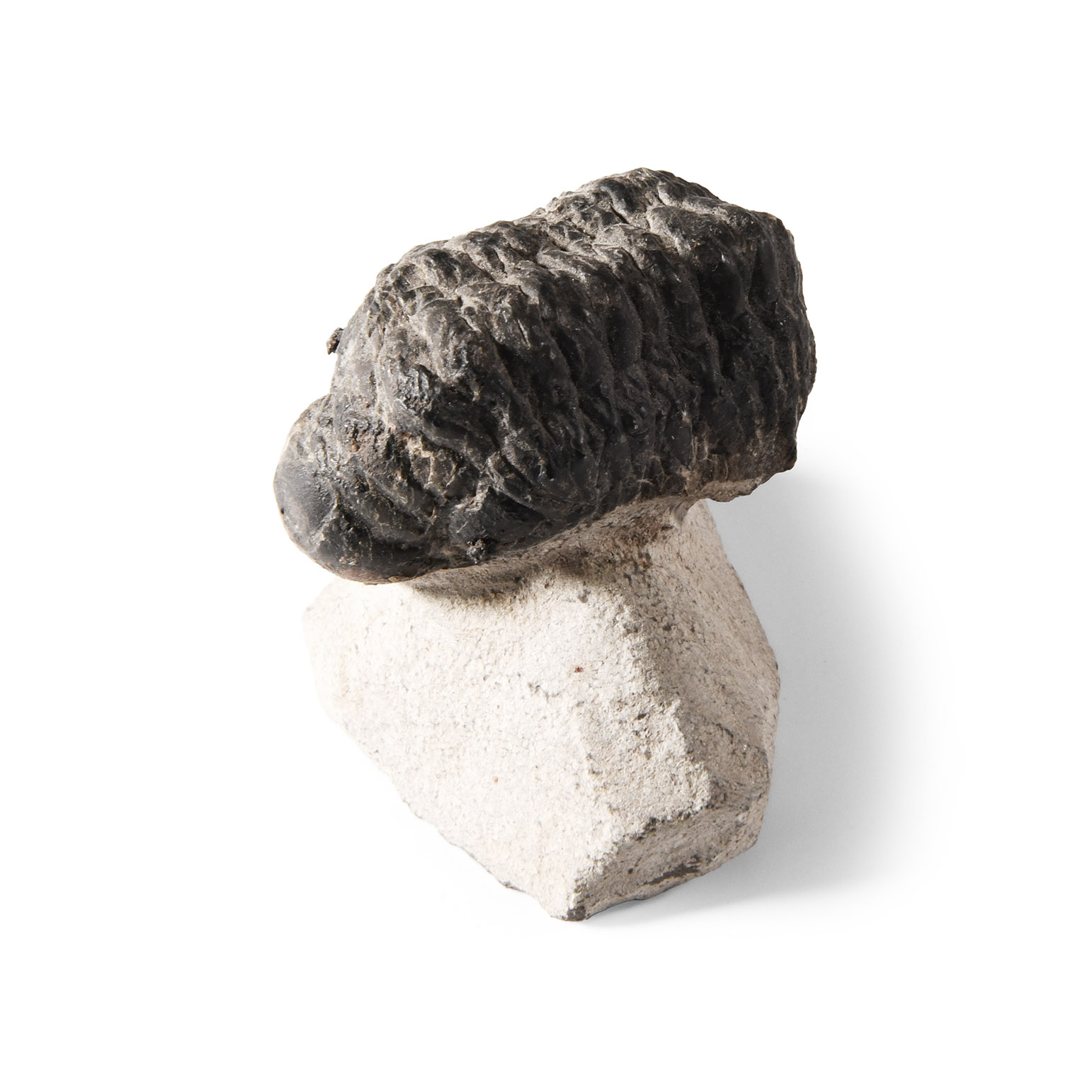 Natural History - Fossil Phacops Trilobite