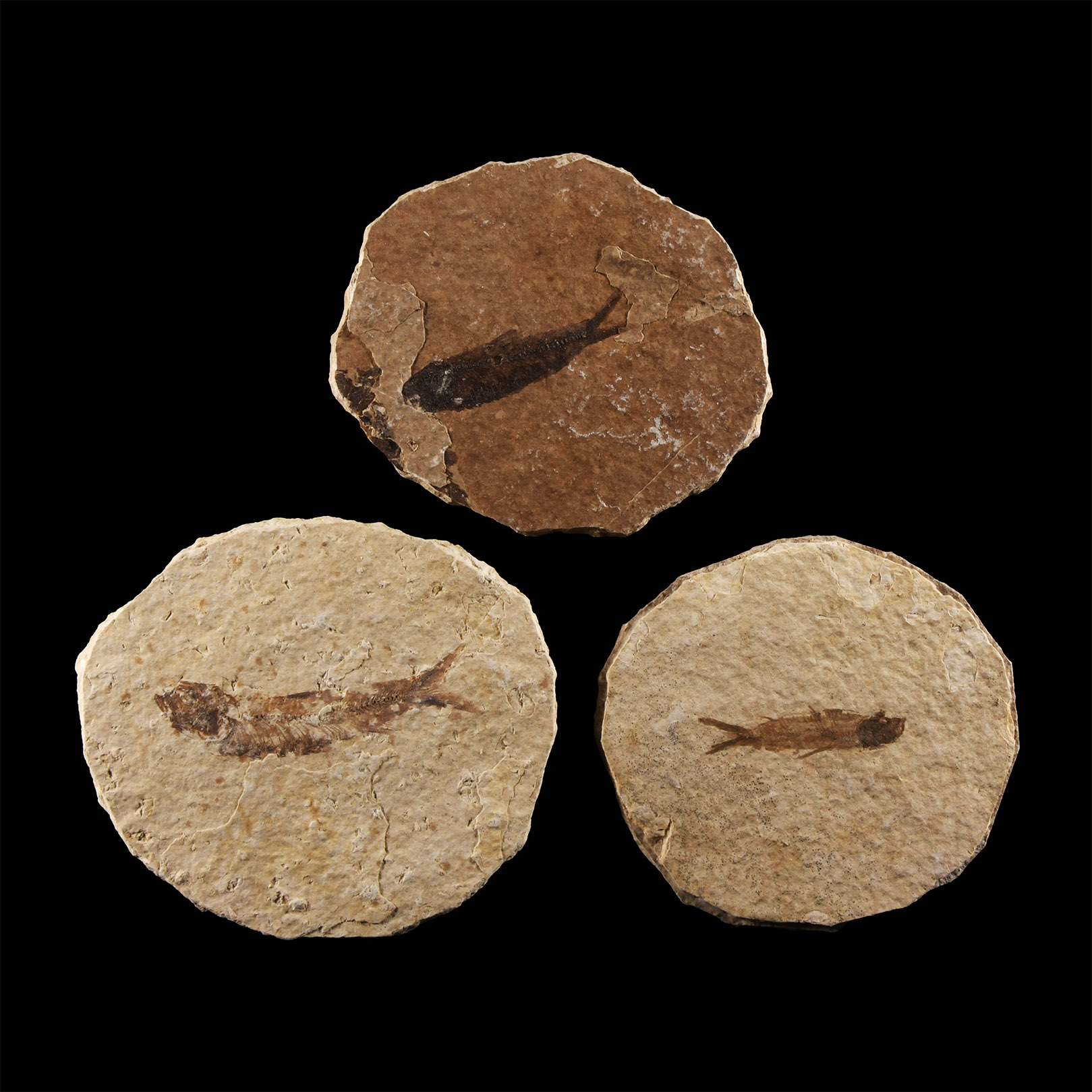 Natural History - Knightia Fossil Fish Group