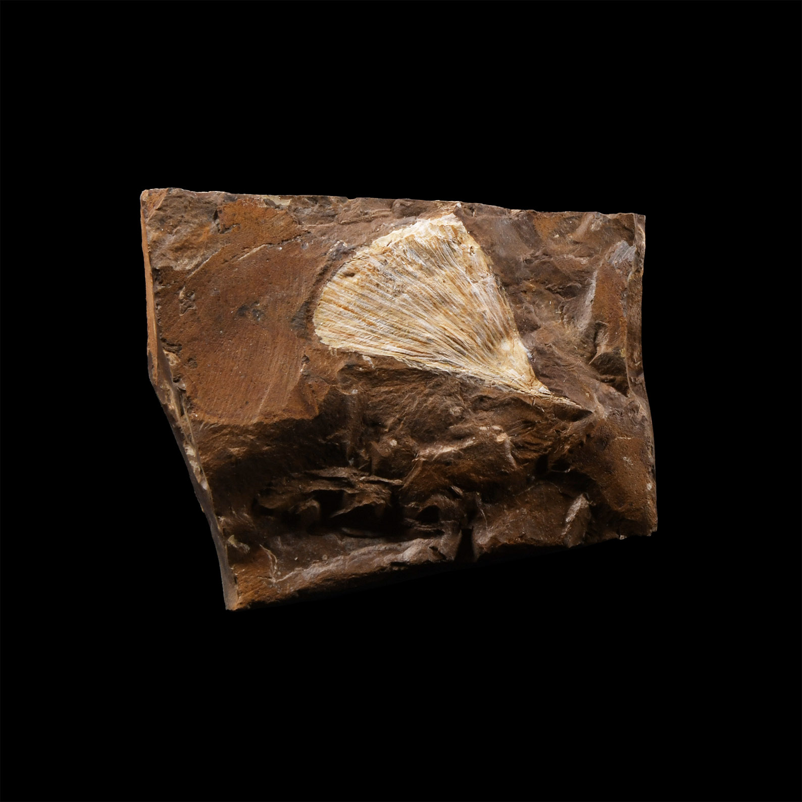 Natural History - Fossil Gingko Leaf