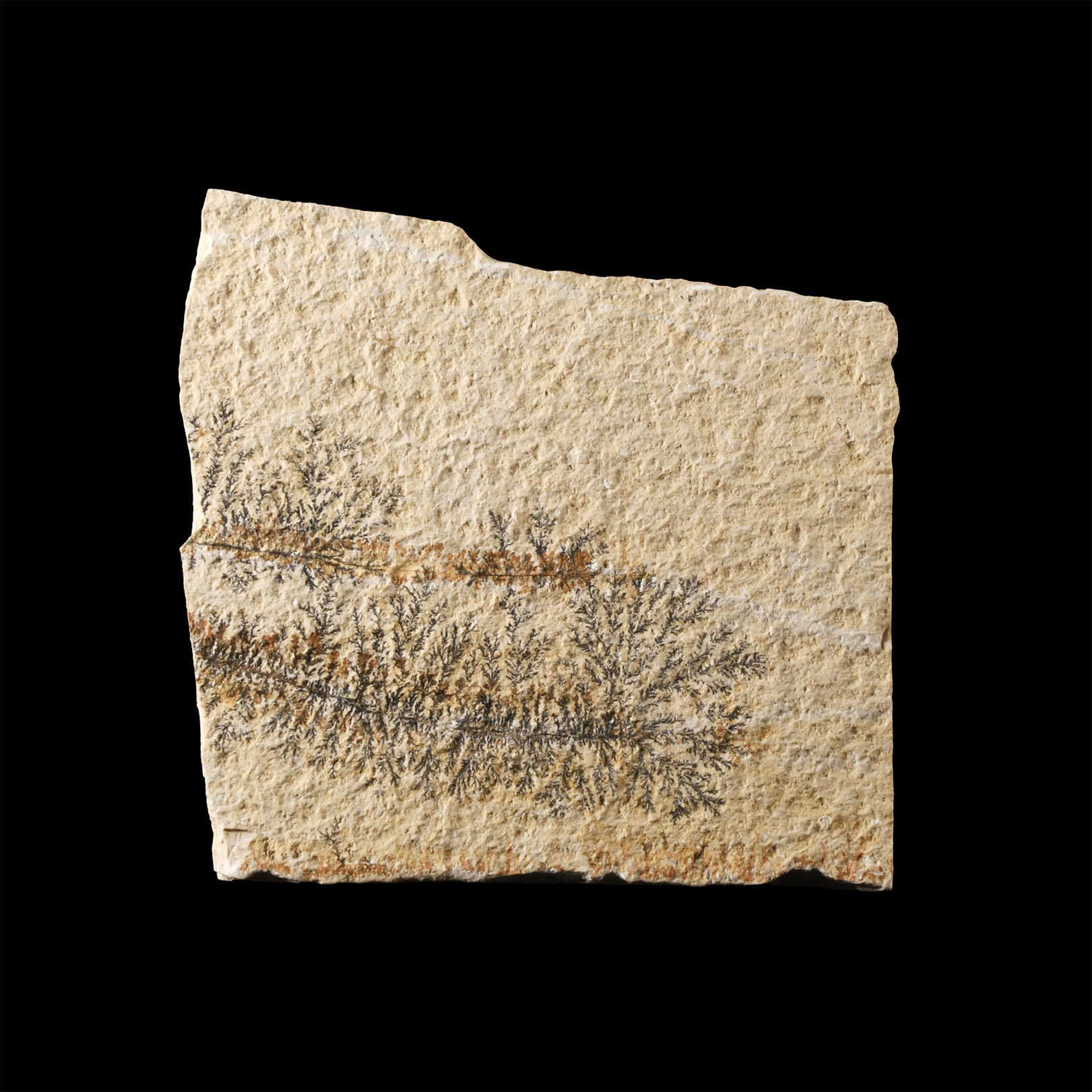 Natural History - Pyrolosite Dendrites on Matrix