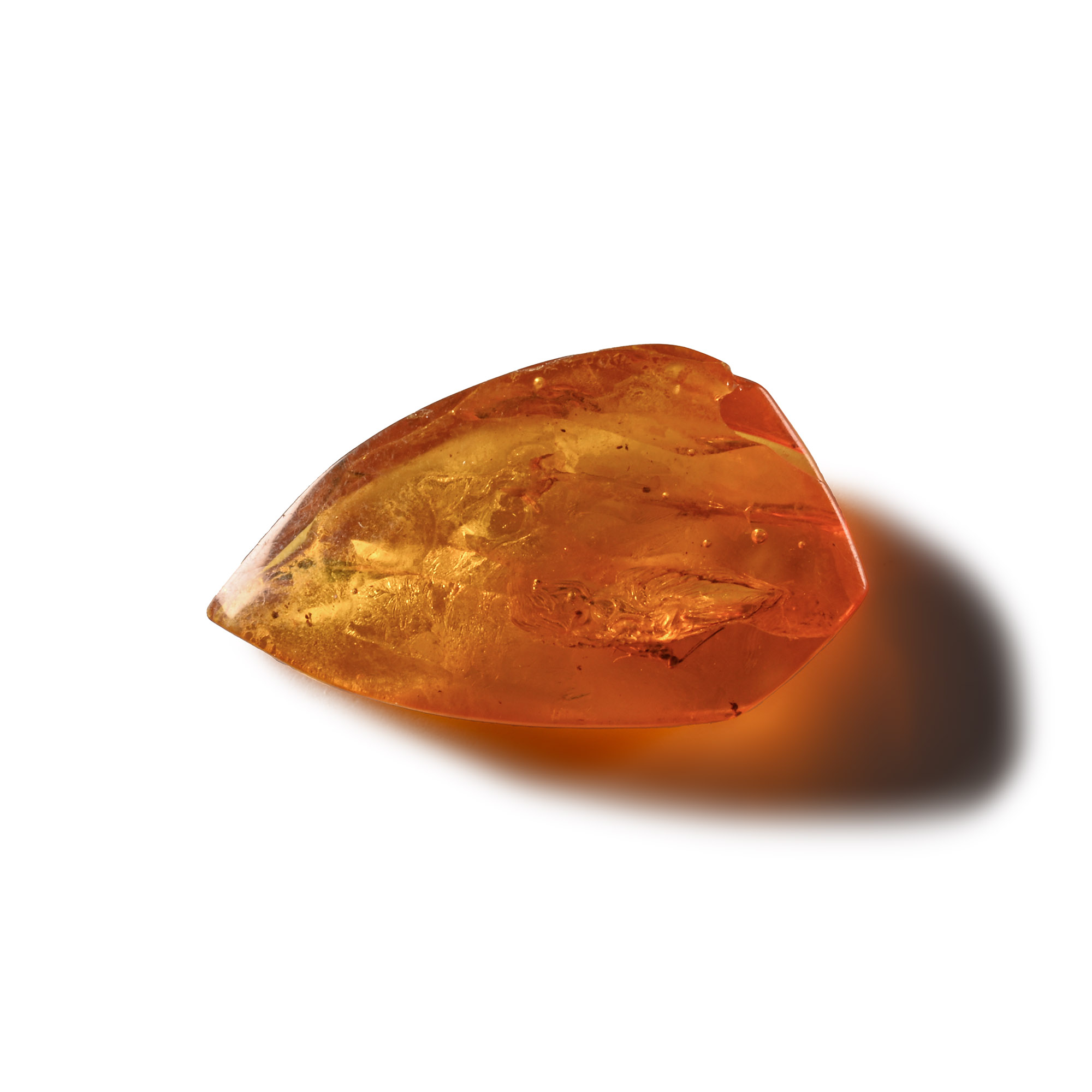 Natural History - Insect in Baltic Amber
