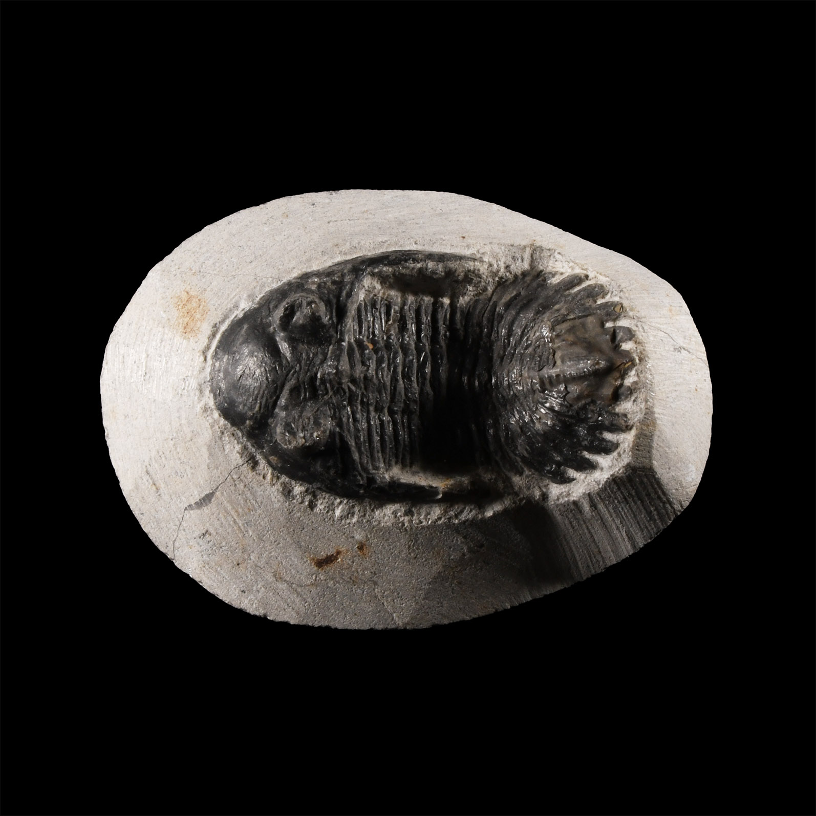 Natural History - Fossil Hollardops Trilobite