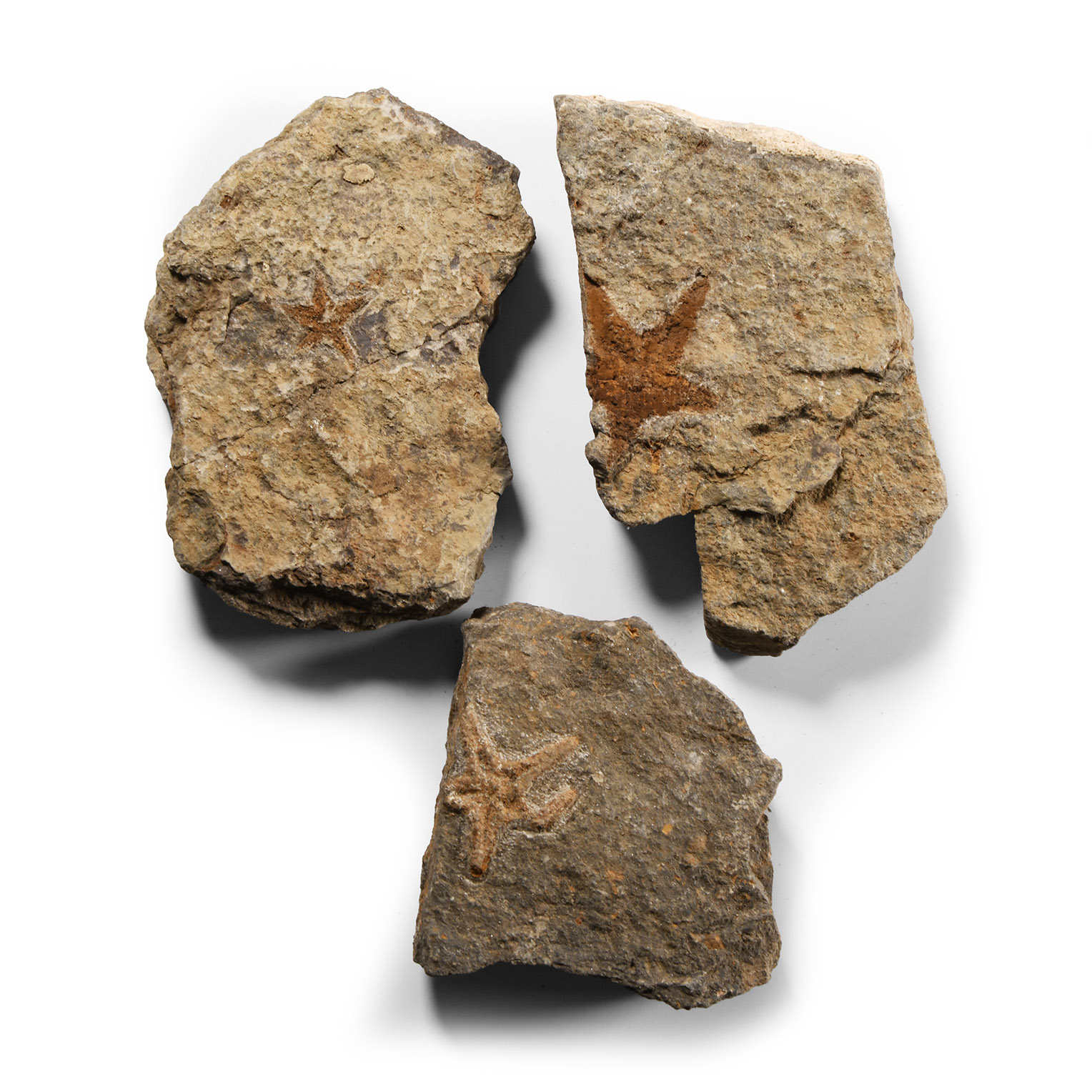 Natural History - Fossil Starfish Group