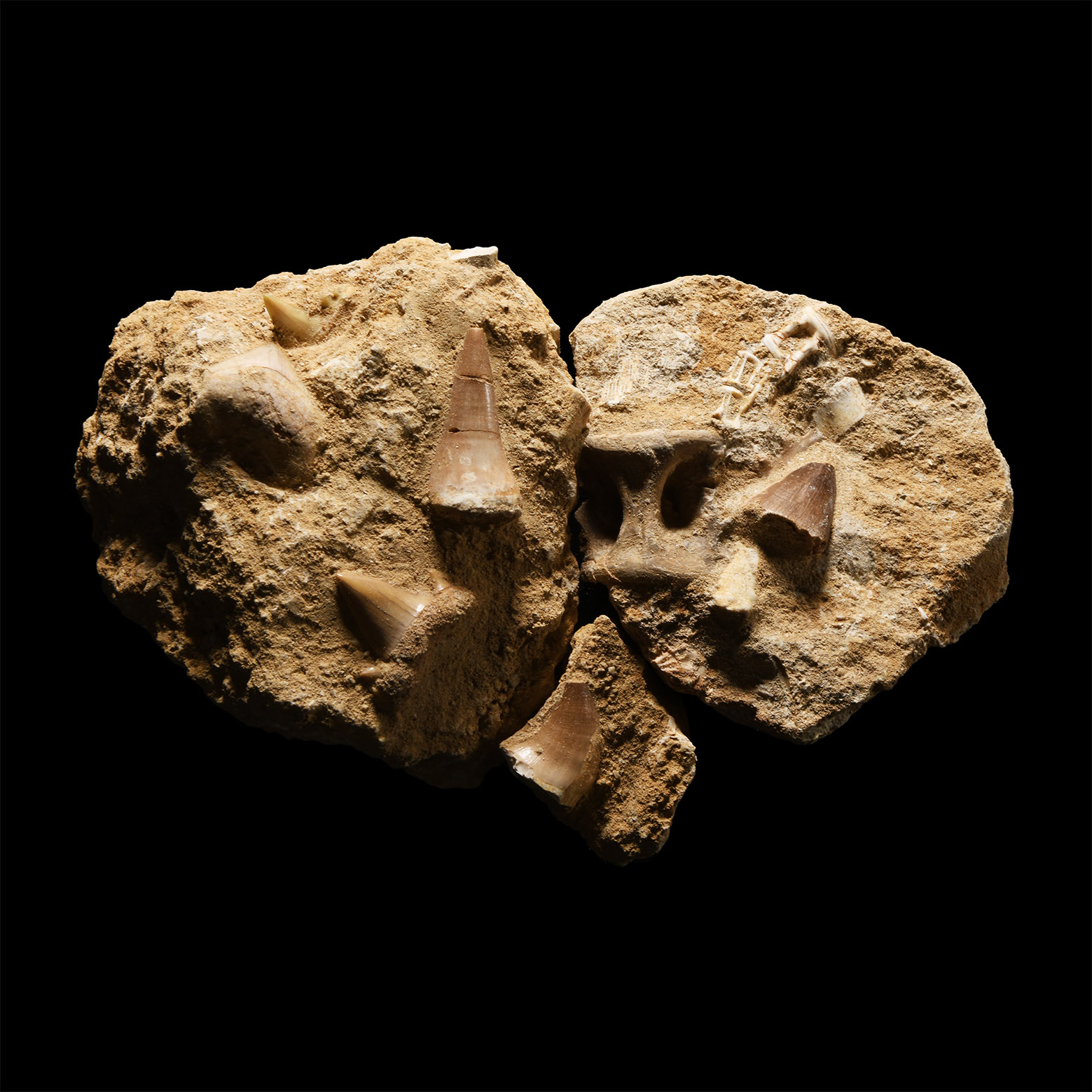 Natural History - Fossil Mosasaur 'Marine Dinosaur' Teeth and Fish Bones on Matrix