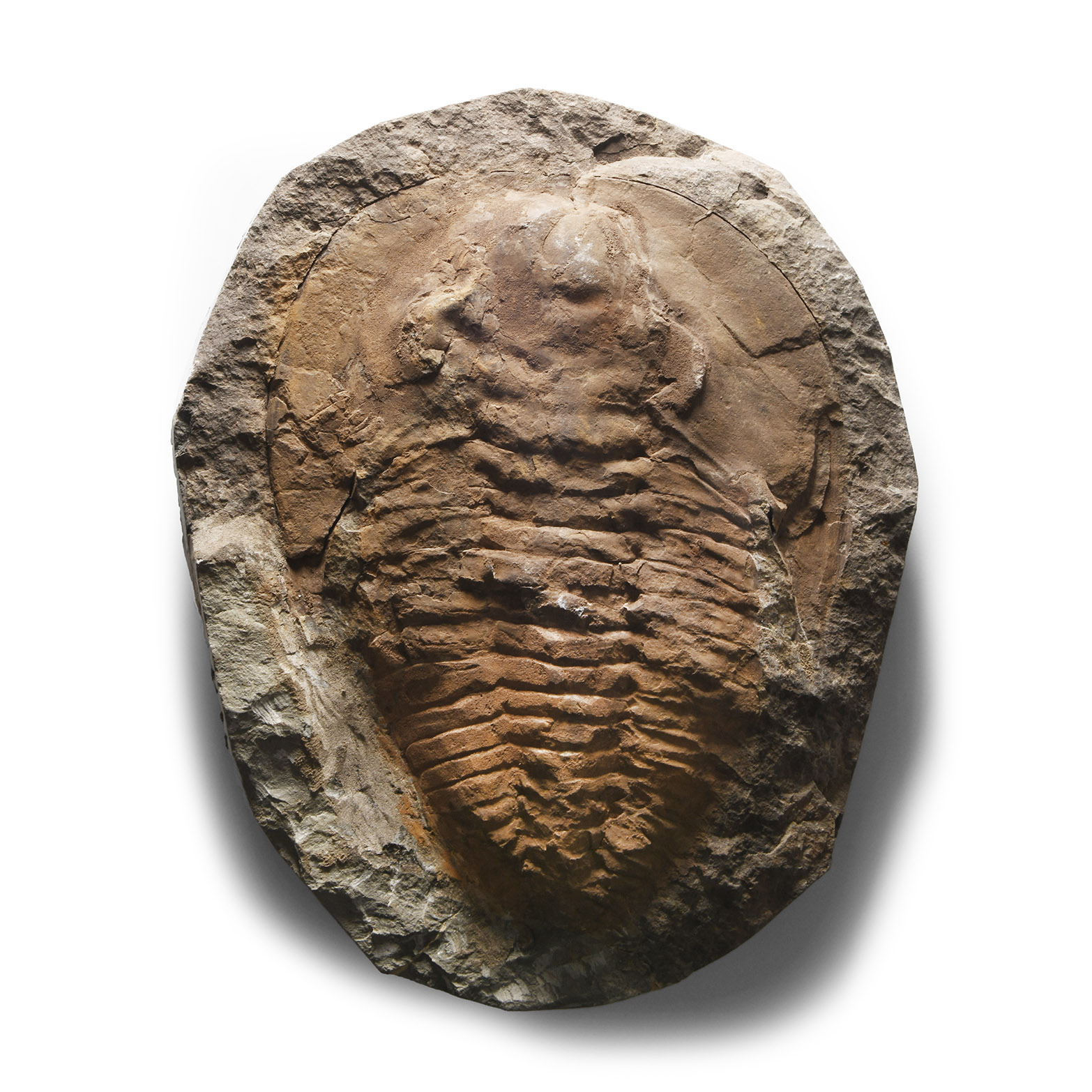 Natural History - Fossil Cambropallas Trilobite