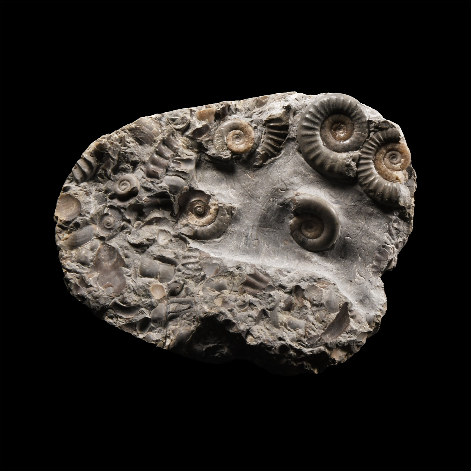 Natural History - Fossil Ammonite Cluster
