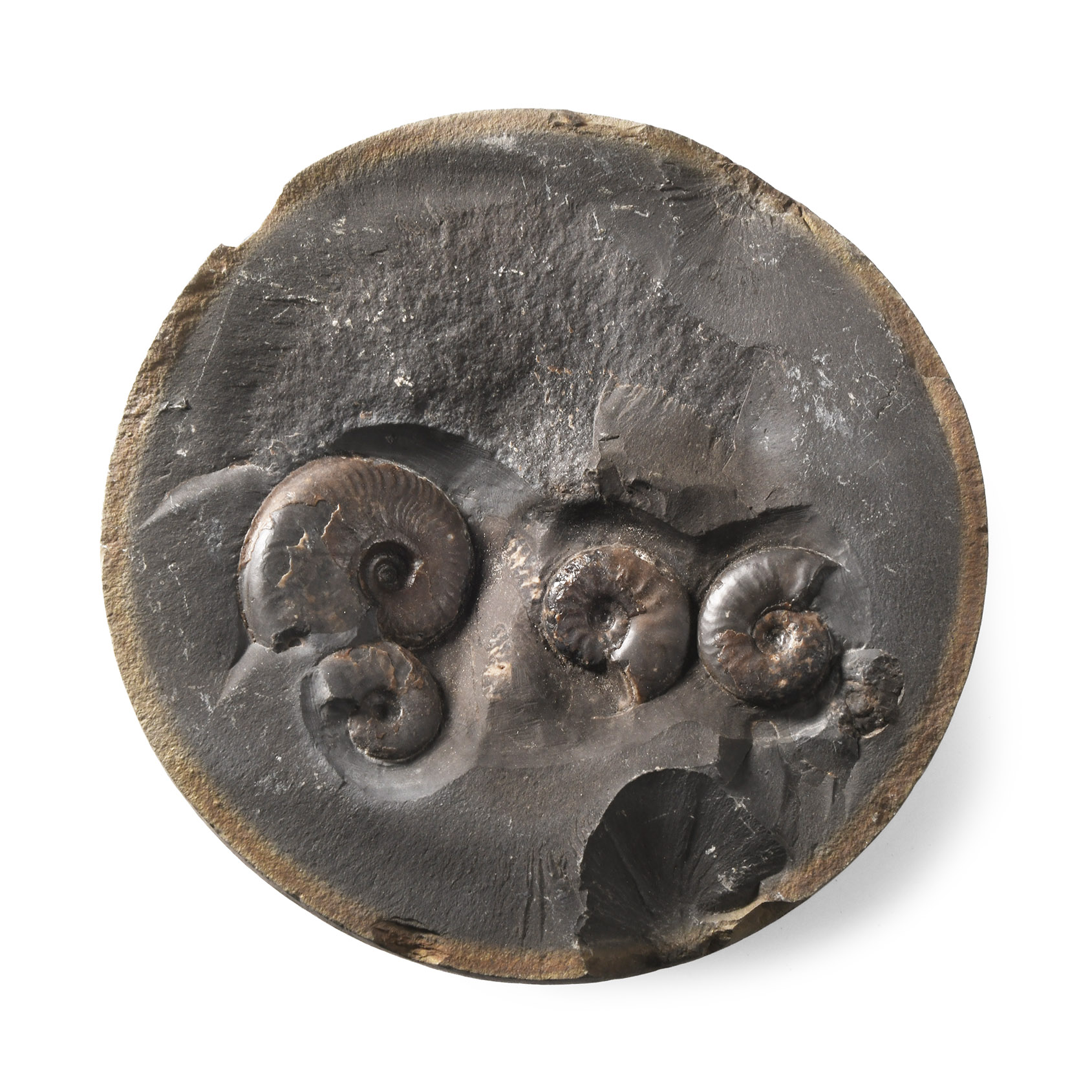 Natural History - Whitby Dac Fossil Ammonite Cluster
