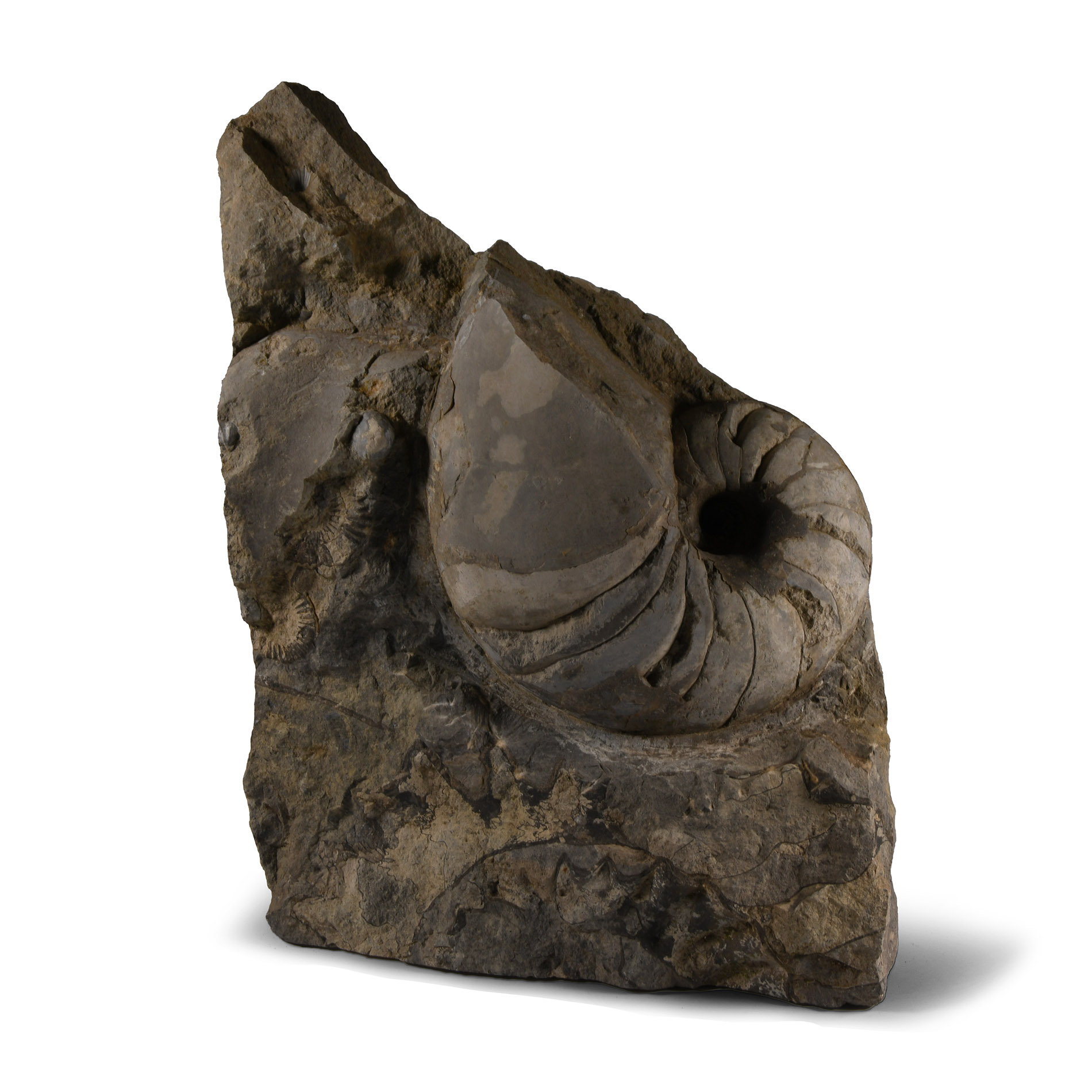 Natural History - Large British Fossil Nautiloid