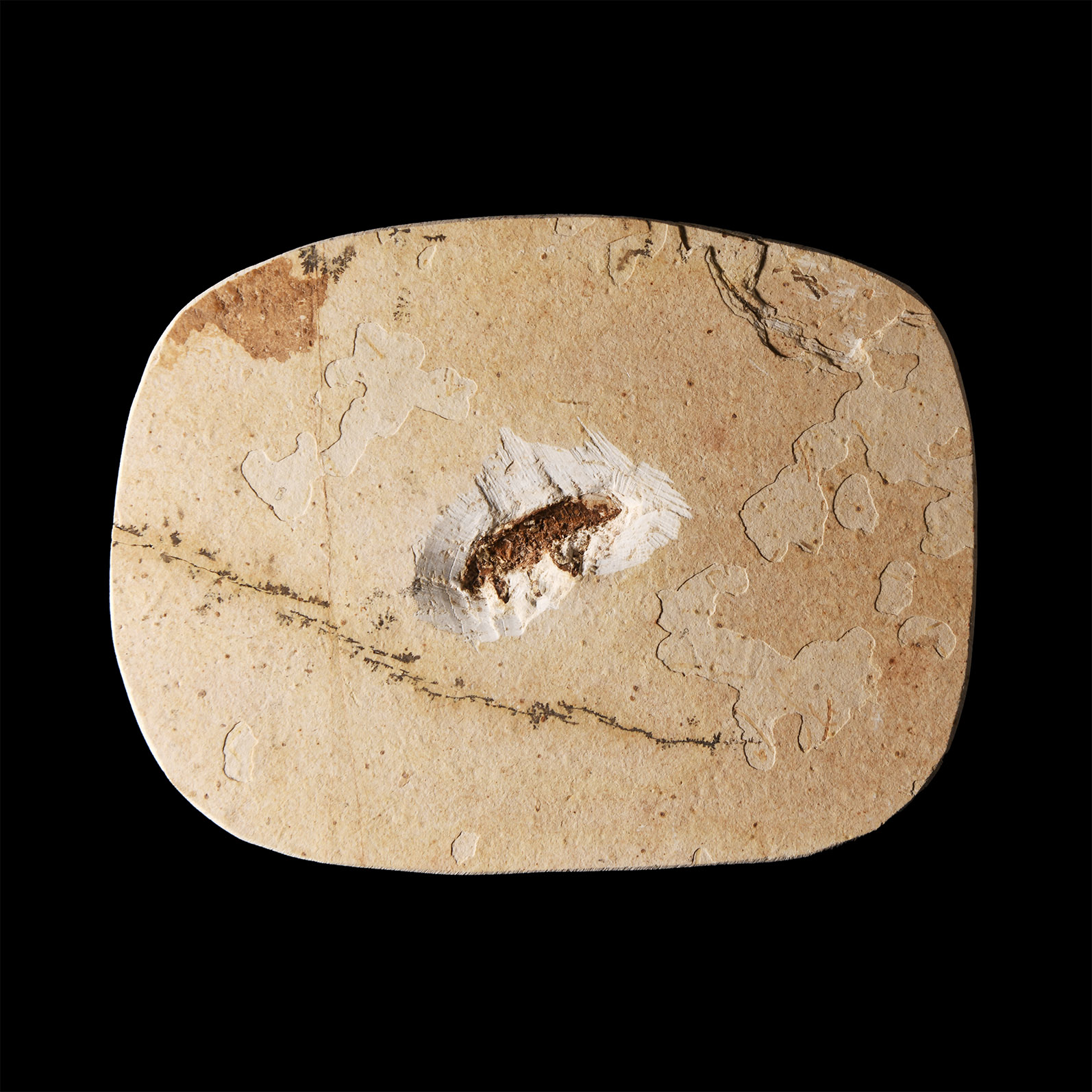 Natural History - Fossil Insect in Matrix