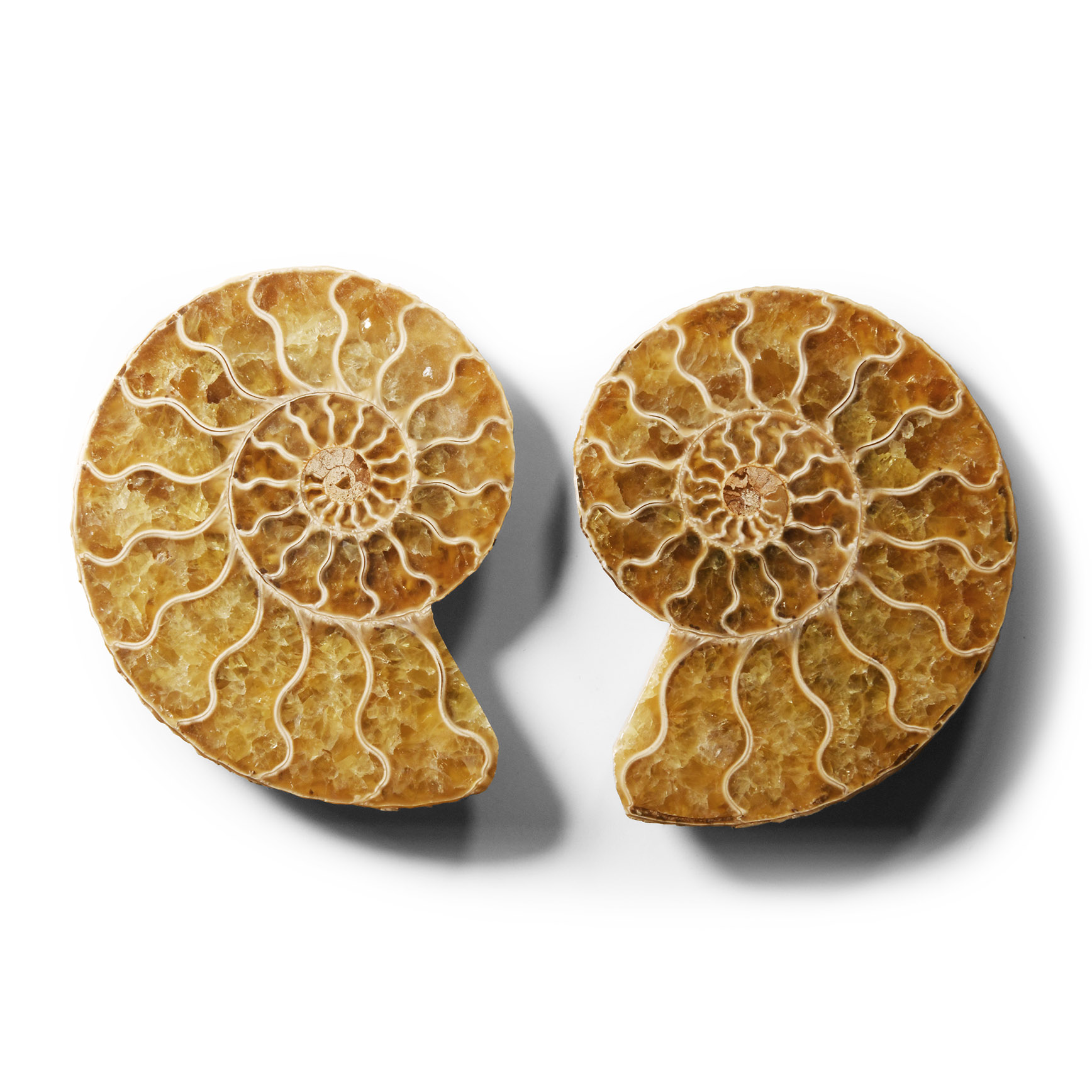 Natural History - Historic Cut and Polished Fossil Ammonite Pair