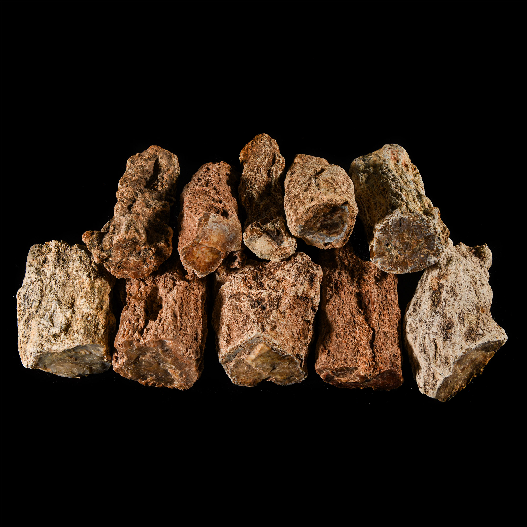 Natural History - Unpolished Fossil Tree Branch Section Group [10]