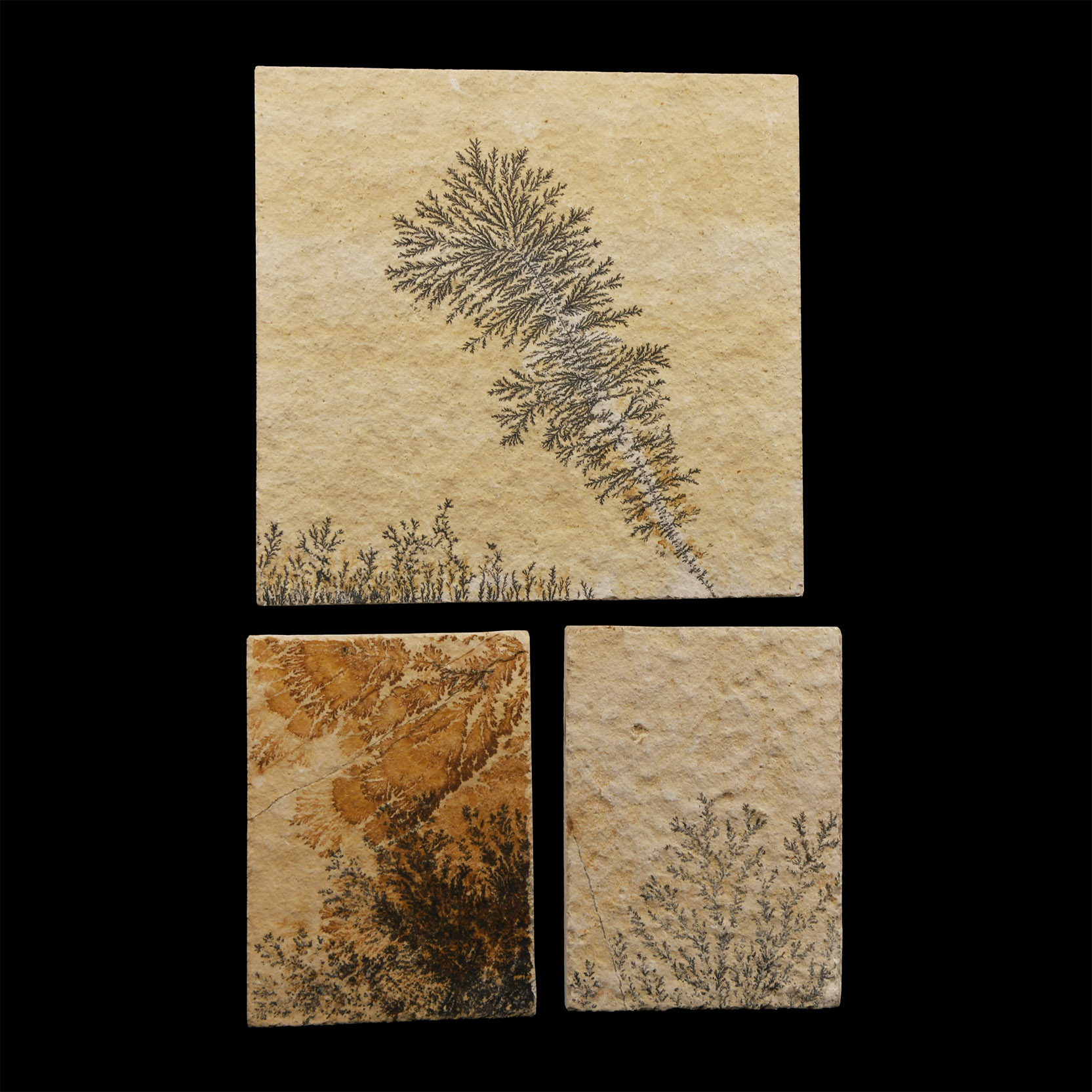 Natural History - Mocha Stone (Dendritic Limestone) Tile Group [3]