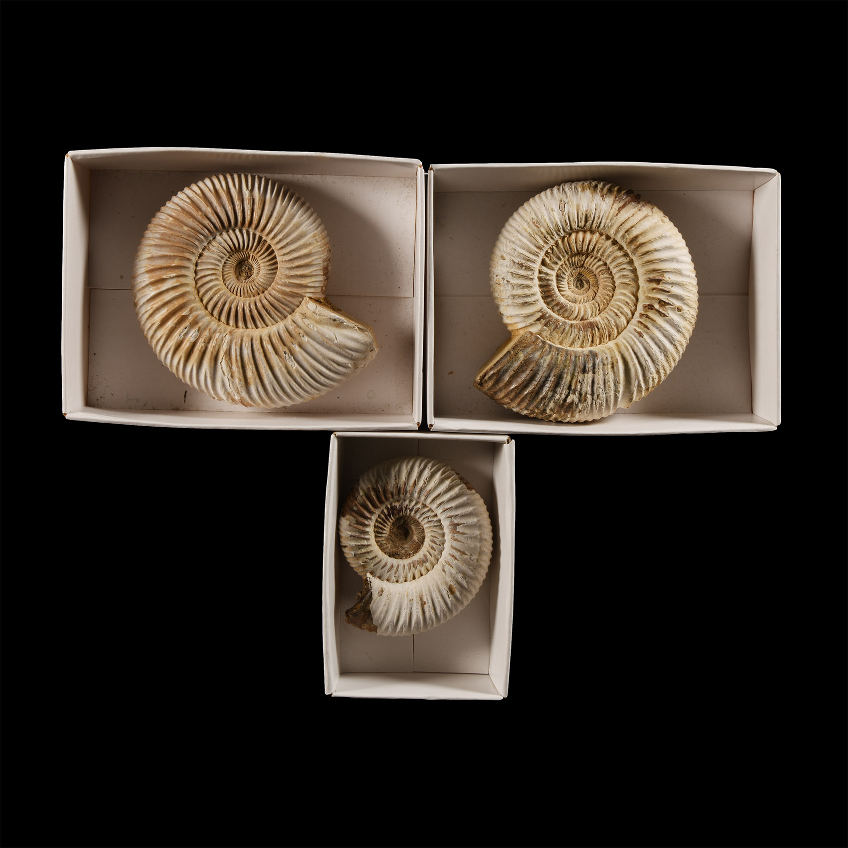 Natural History - Boxed Fossil Perisphinctes Ammonite Group