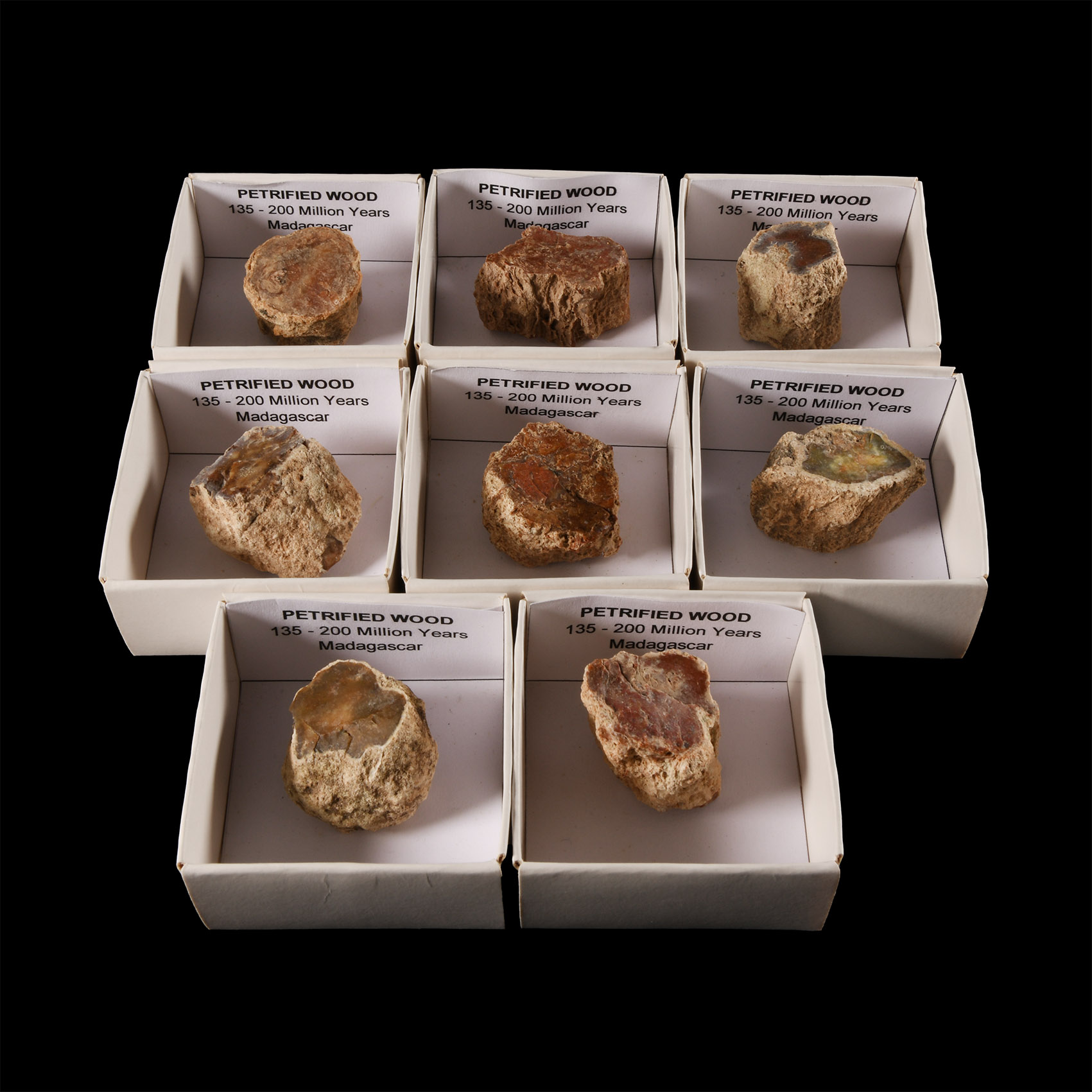 Natural History - Boxed Unpolished Fossil Tree Branch Section Group [8]