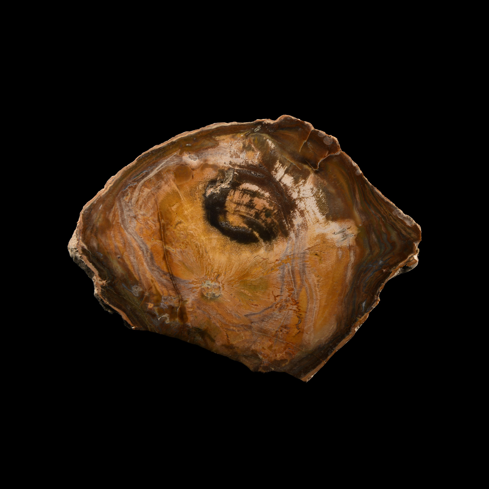 Natural History - Cut and Polished Petrified Fossil Tree Trunk Slice