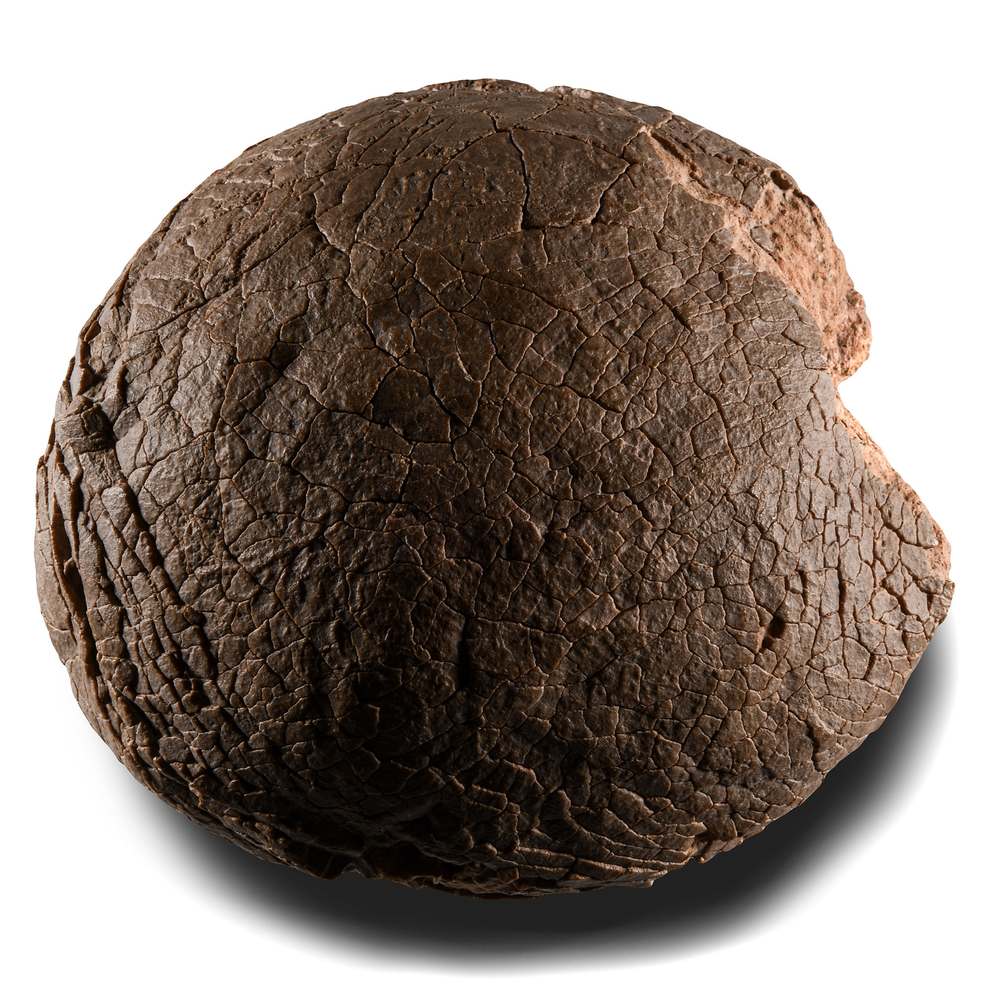 Natural History - Fossil Hadrosaur Dinosaur Egg