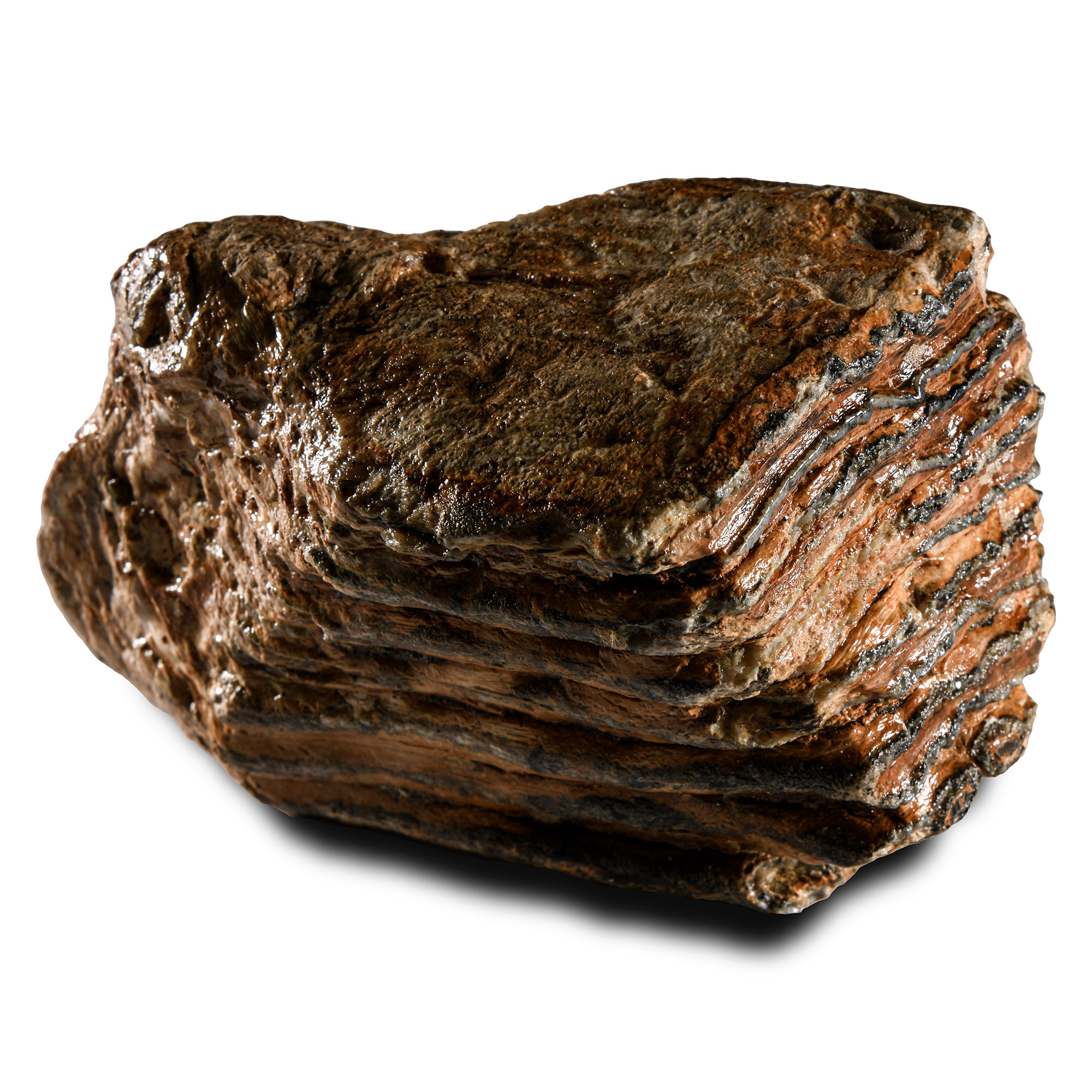 Natural History - 'North Sea' Fossil Woolly Mammoth Tooth