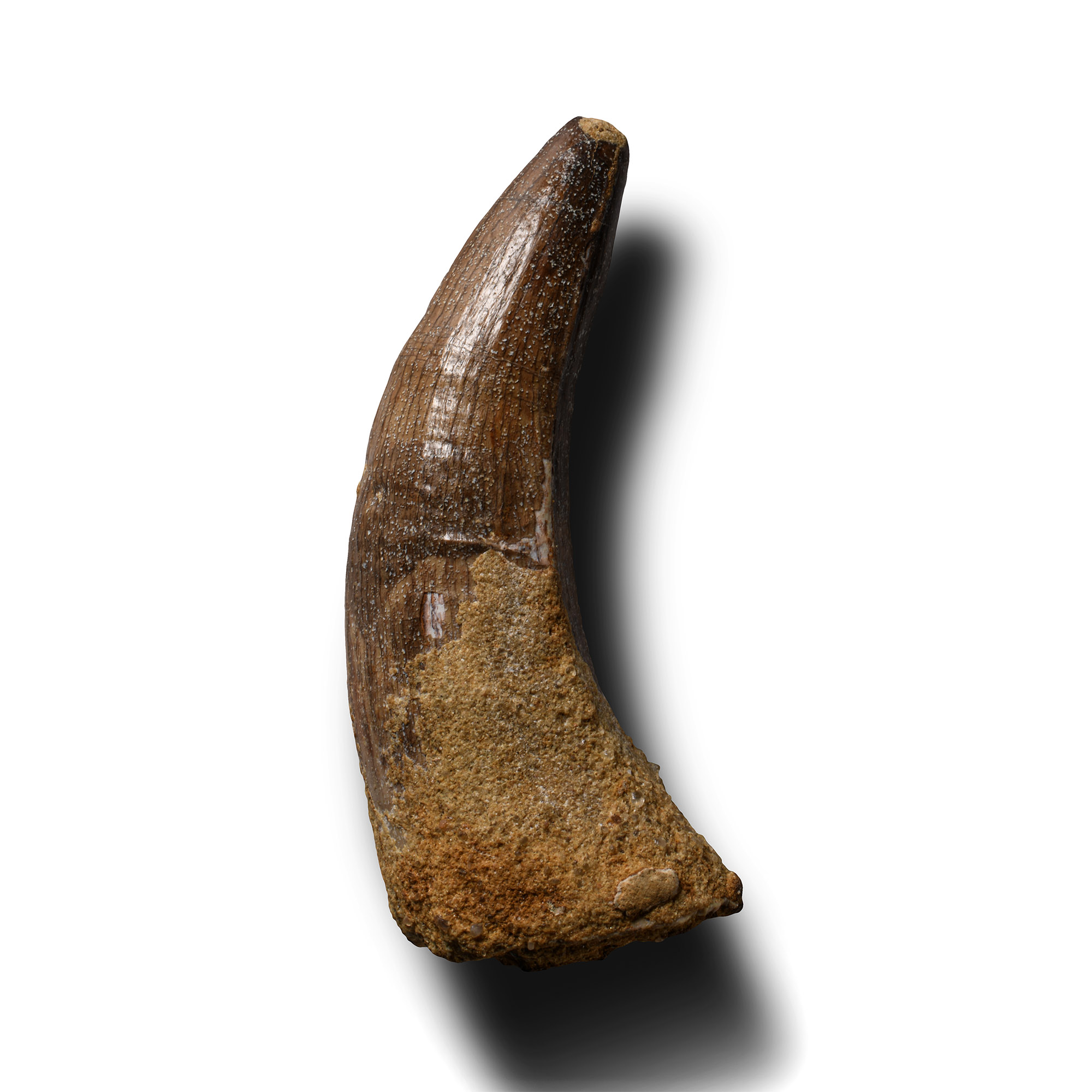 Natural History - Fossil Spinosaurus Dinosaur Tooth
