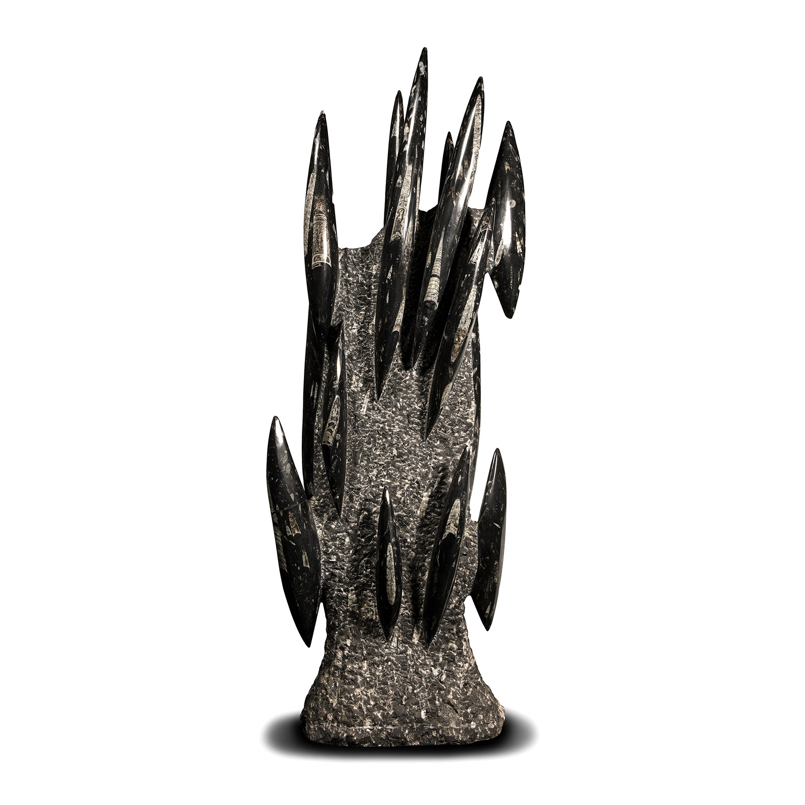 Natural History - Very Large Fossil Orthoceras Sculpture