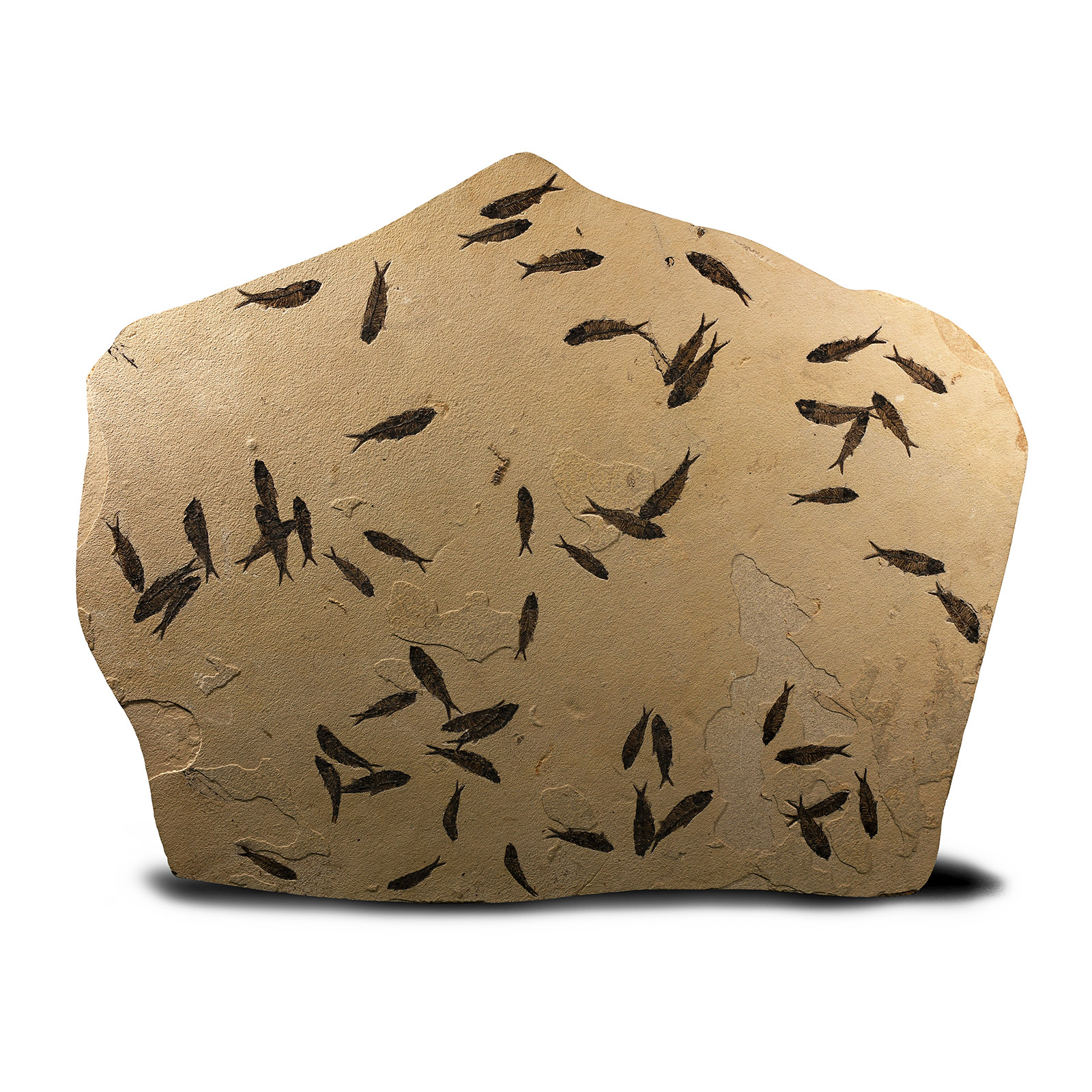 Natural History - Huge Knightia Fossil Fish Display