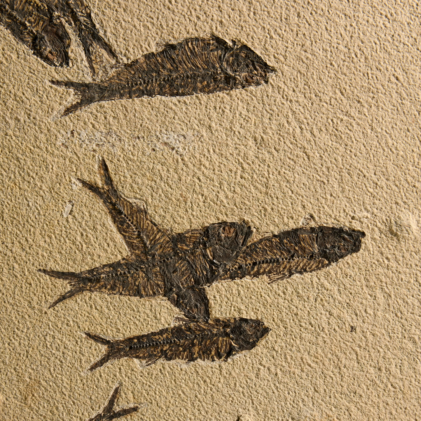 Natural History - Huge Knightia Fossil Fish Display