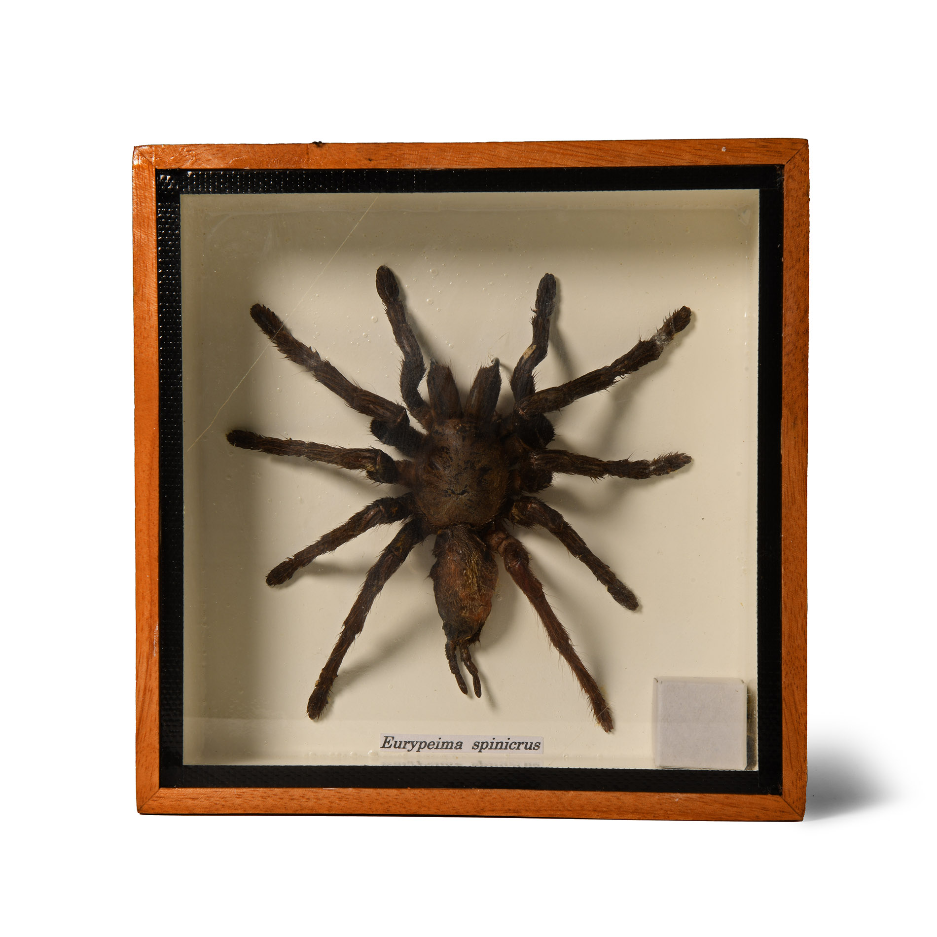 Natural History - Framed Spinicrus Tarantula