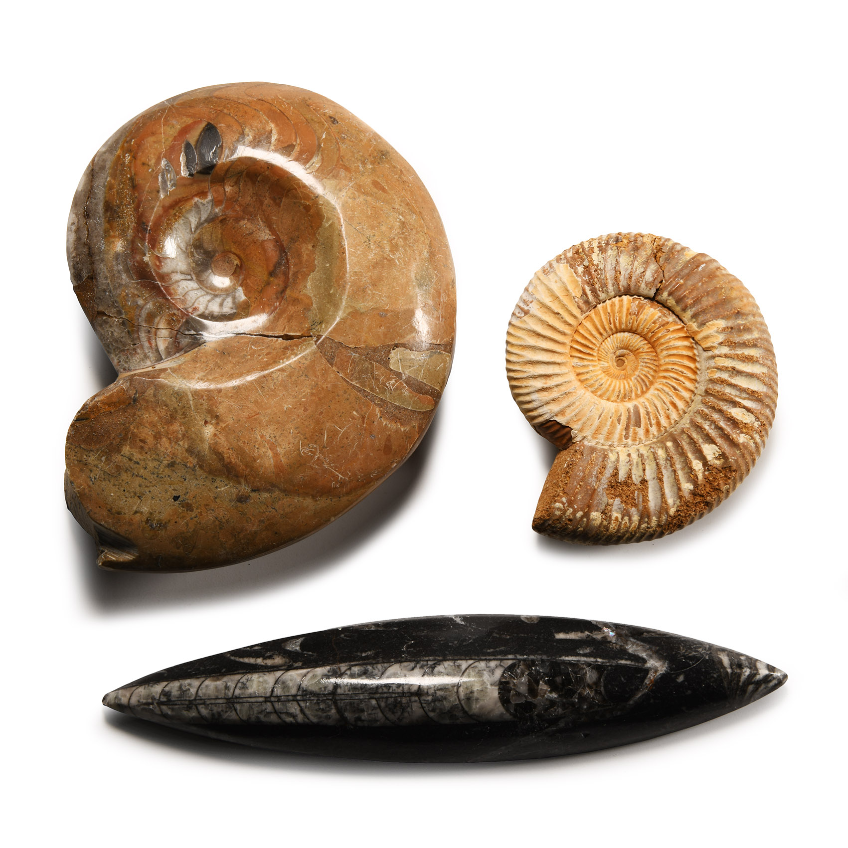 Natural History - A Collection of Fossils