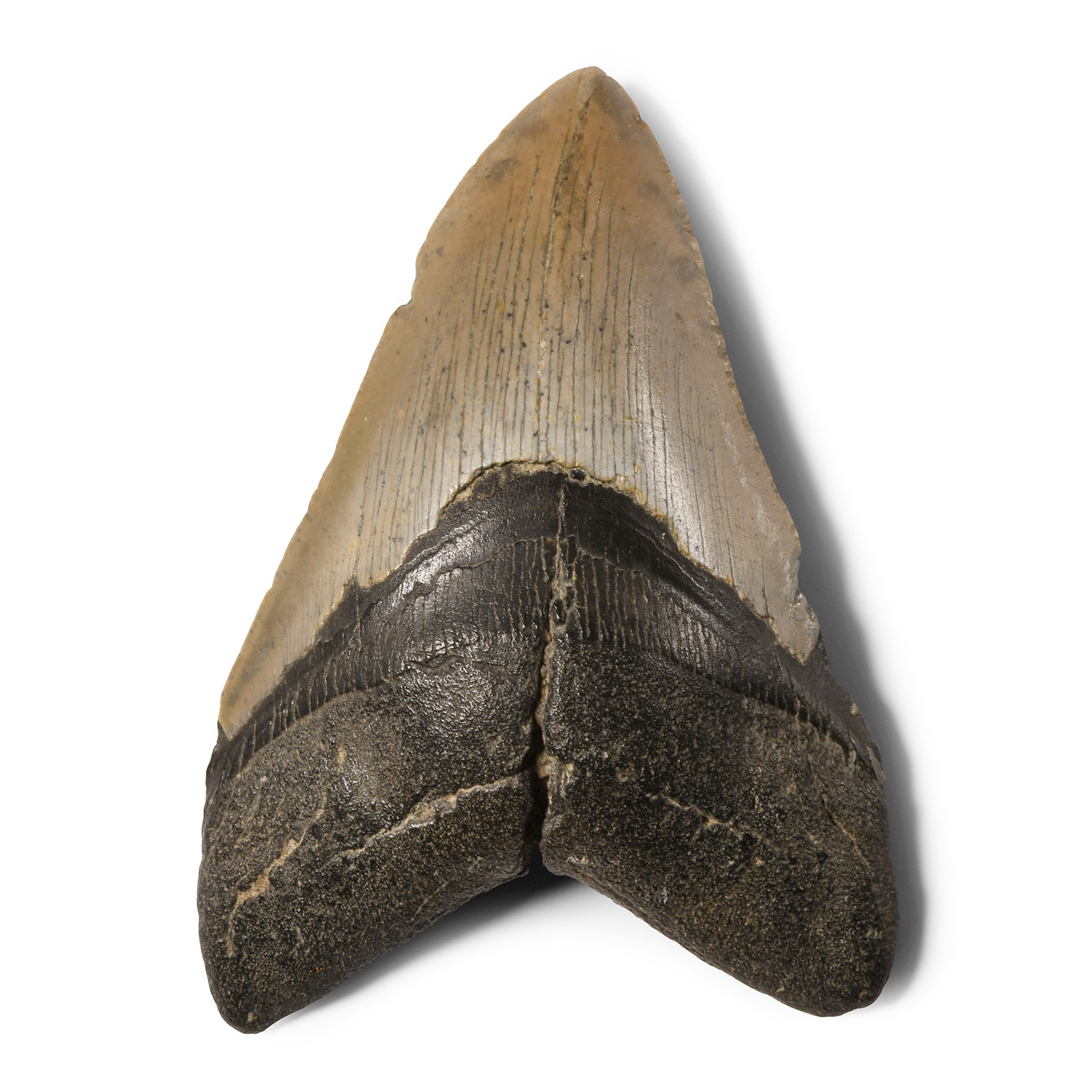 Natural History - Megalodon Giant Shark Fossil Tooth
