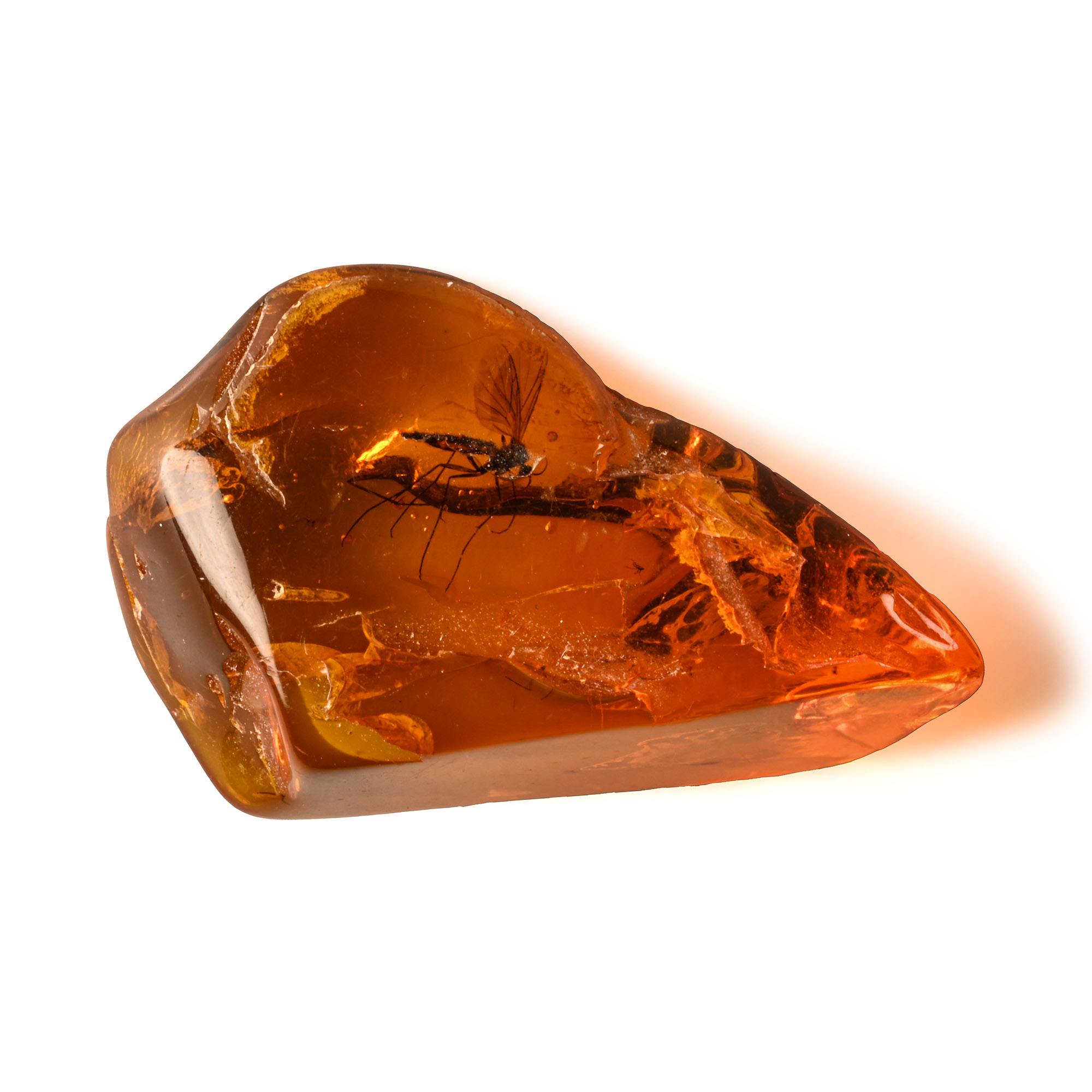 Natural History - Insect in Polished Baltic Amber