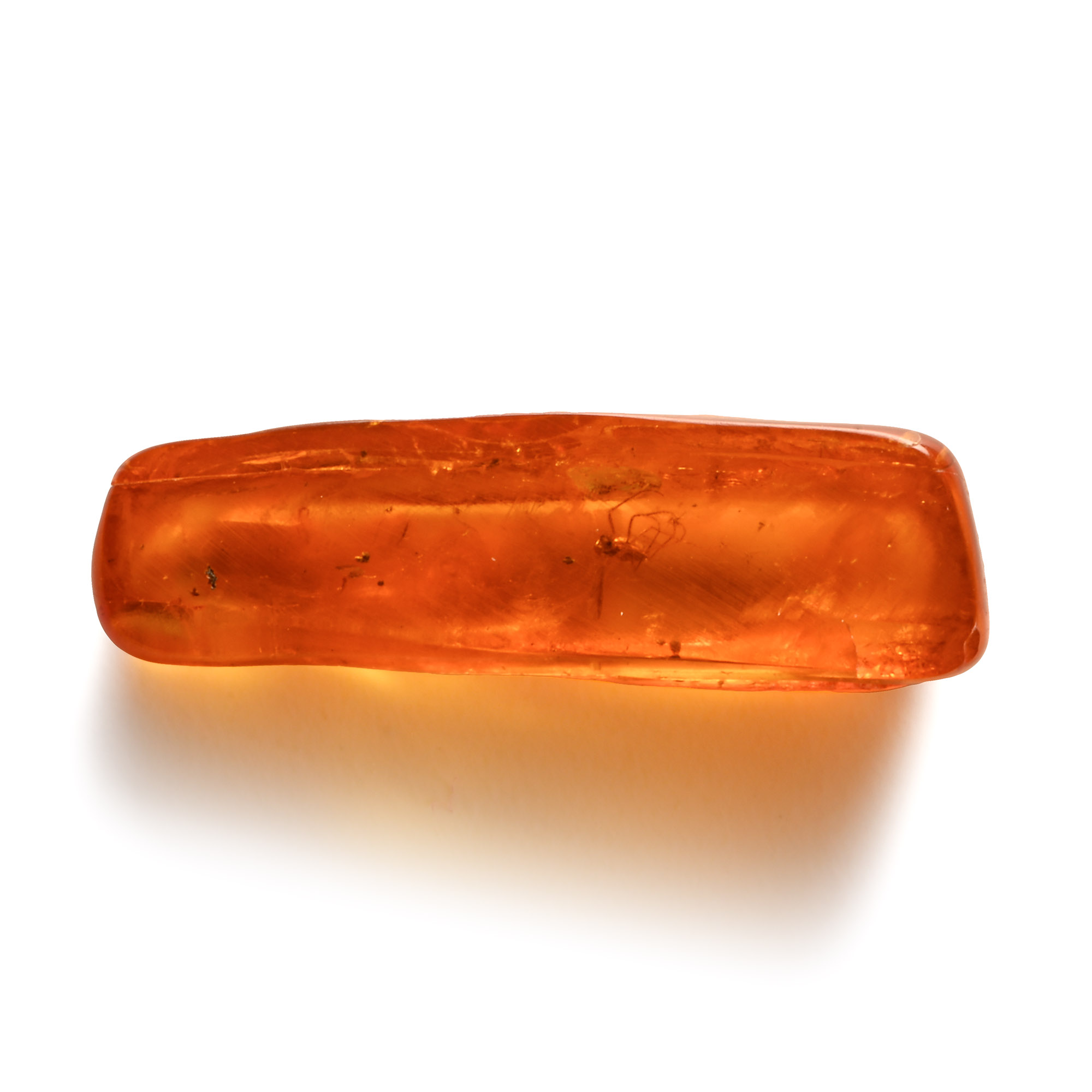 Natural History - Insect in Polished Baltic Amber