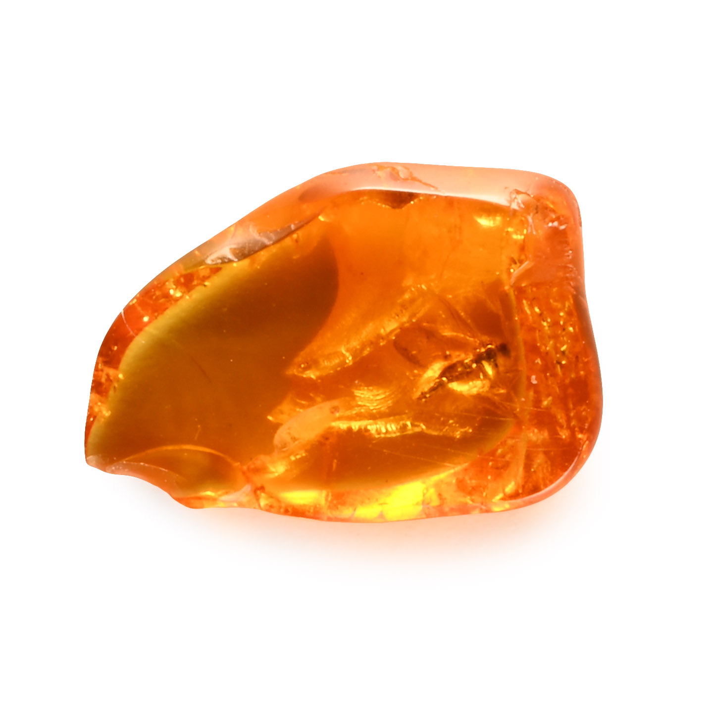 Natural History - Insect in Polished Baltic Amber