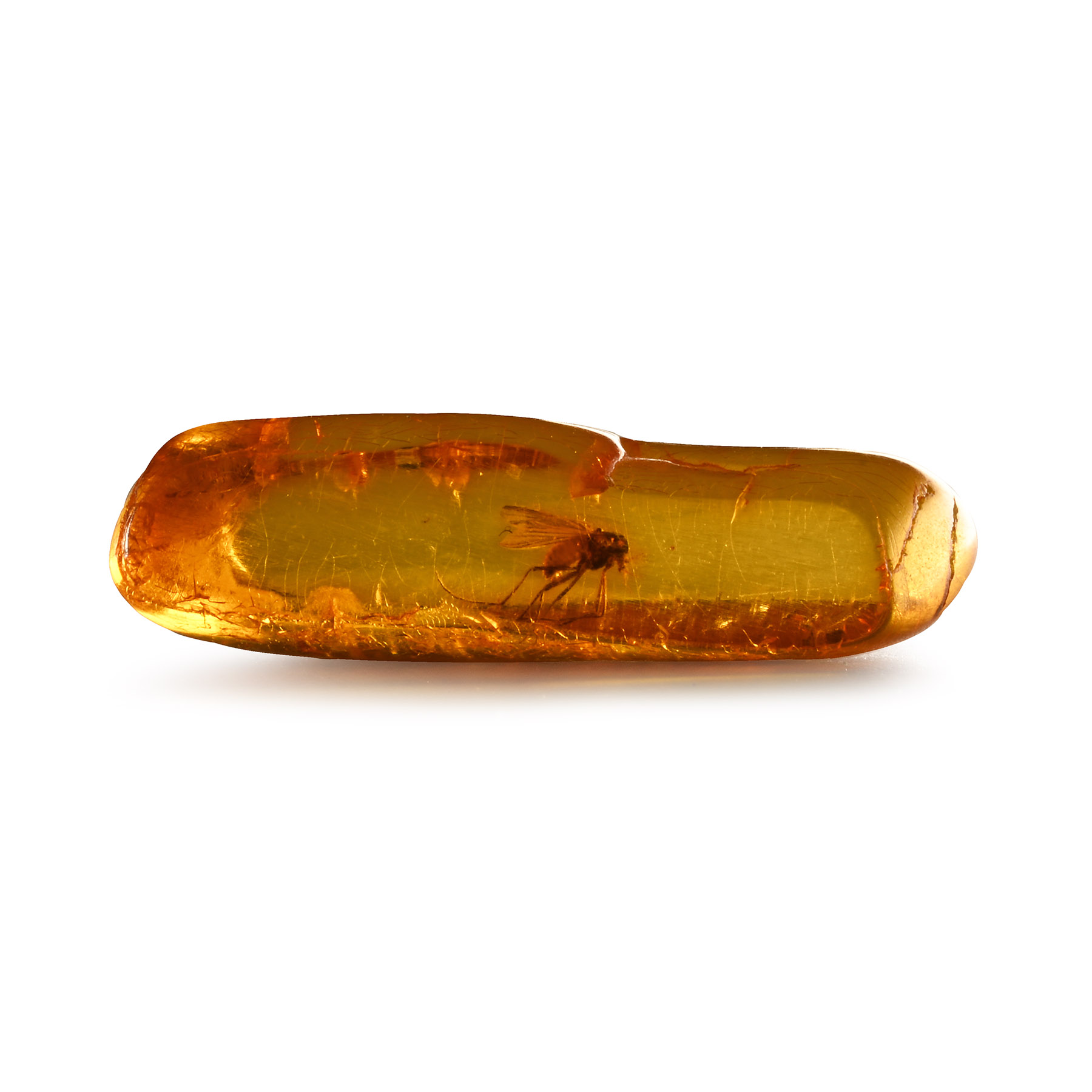 Natural History - Insect in Polished Baltic Amber