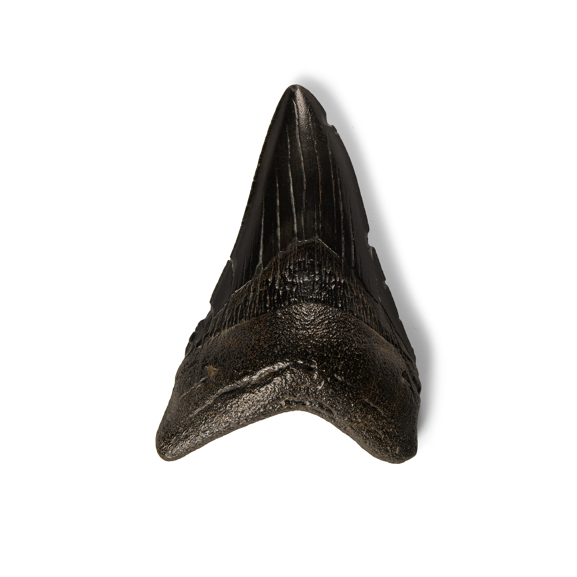 Natural History - Megalodon Giant Shark Fossil Tooth