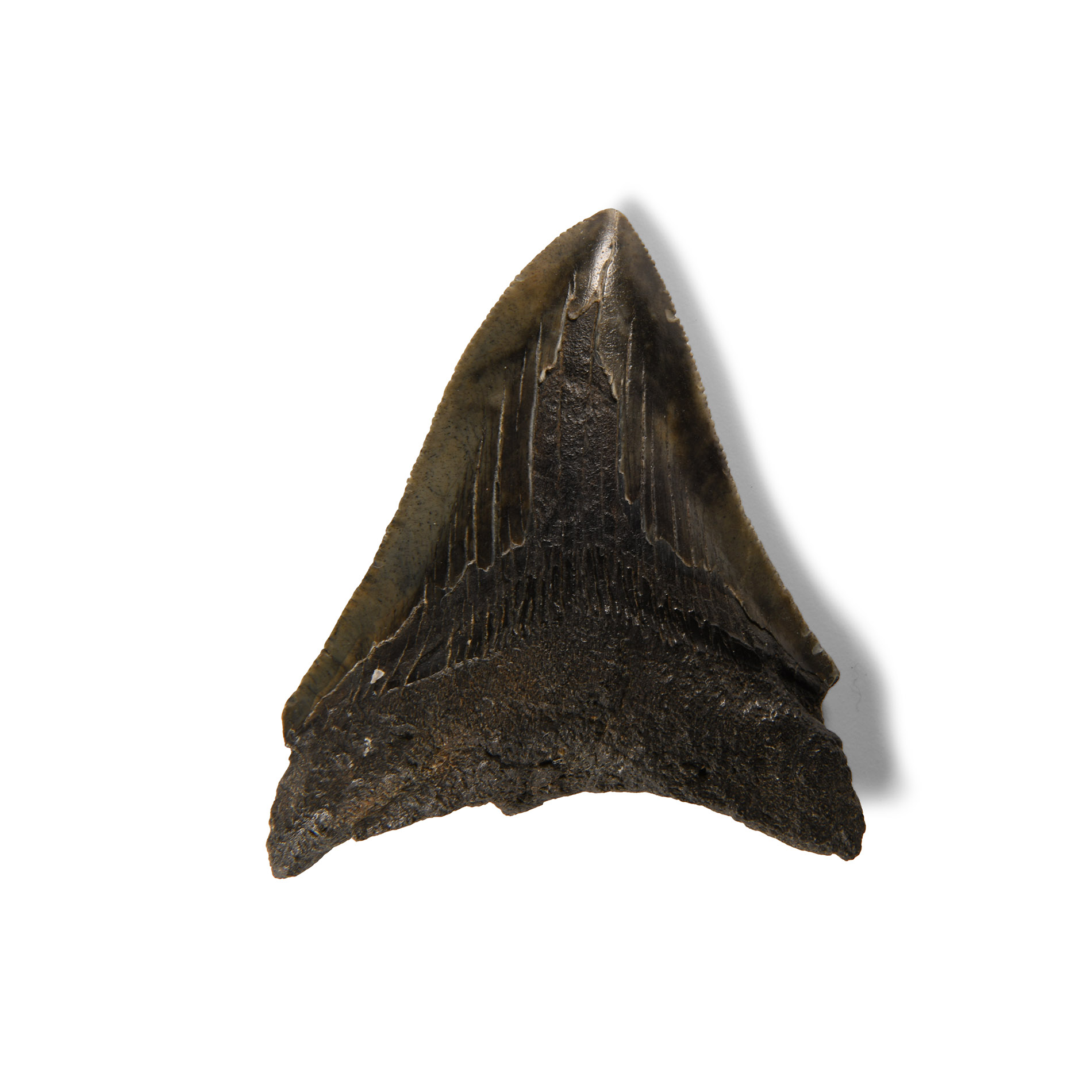 Natural History - Megalodon Giant Shark Fossil Tooth