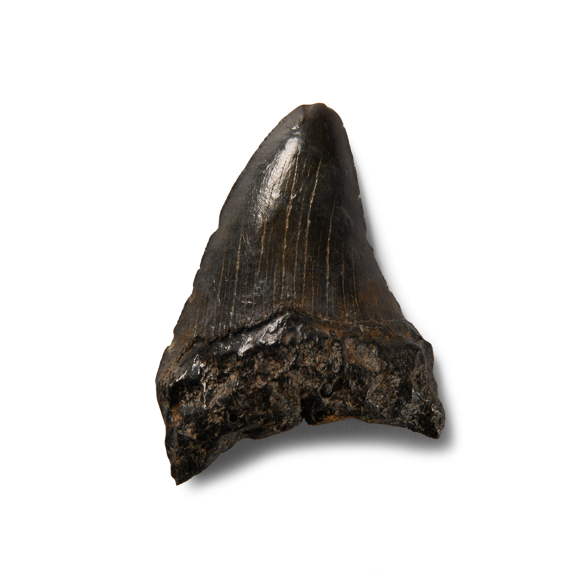 Natural History - Megalodon Giant Shark Fossil Tooth