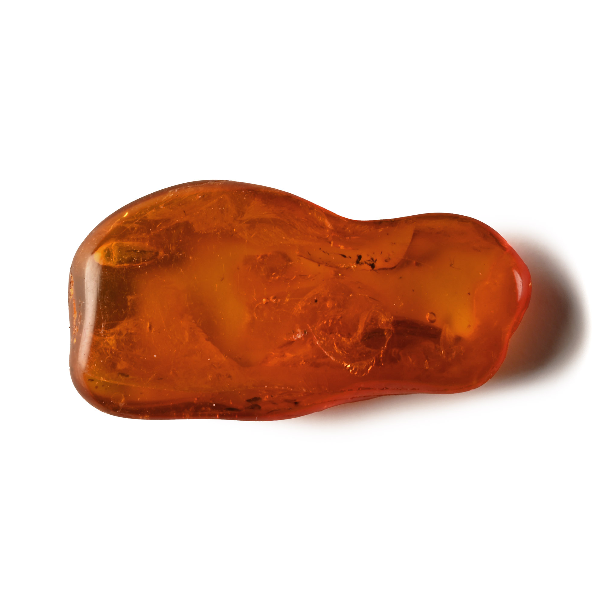 Natural History - Large Beetle Larva in Baltic Amber