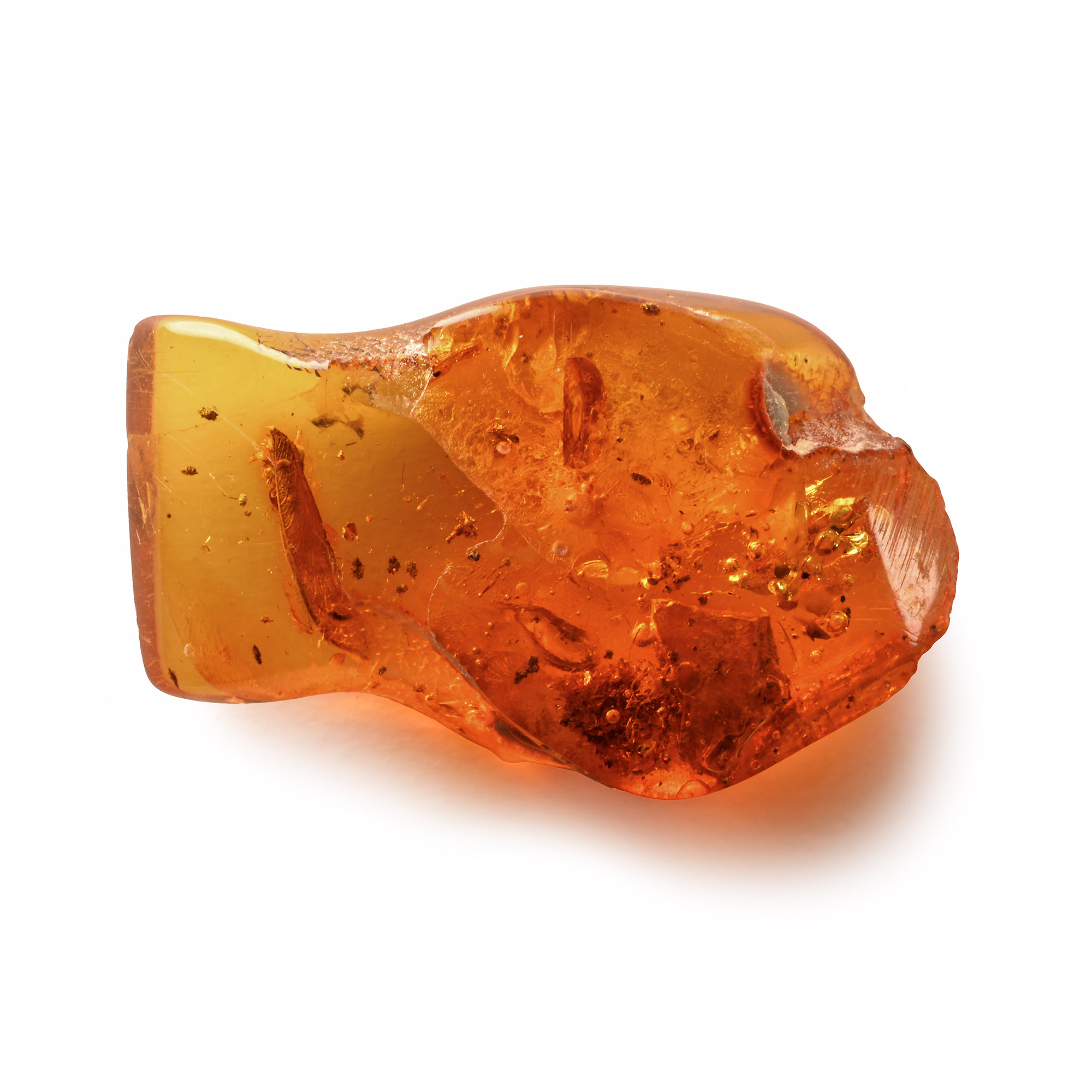 Natural History - Large Caddis Fly in Baltic Amber