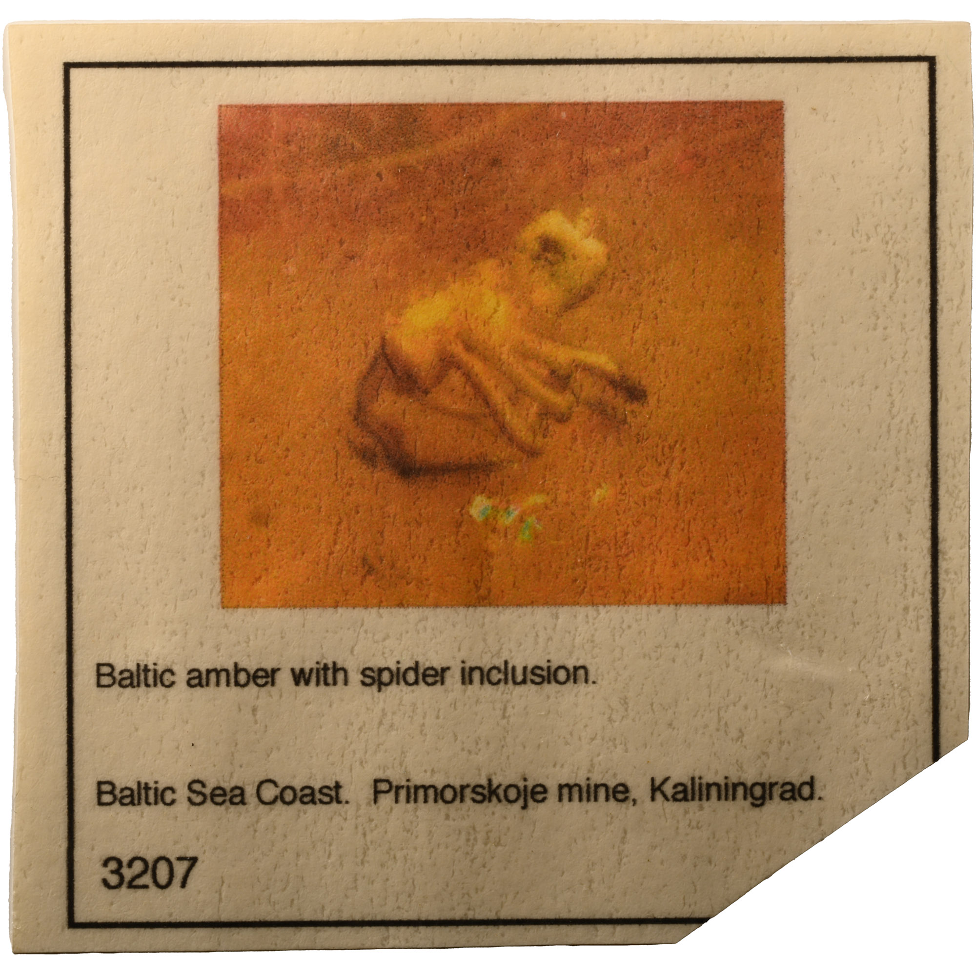 Natural History - Large Spider in Baltic Amber