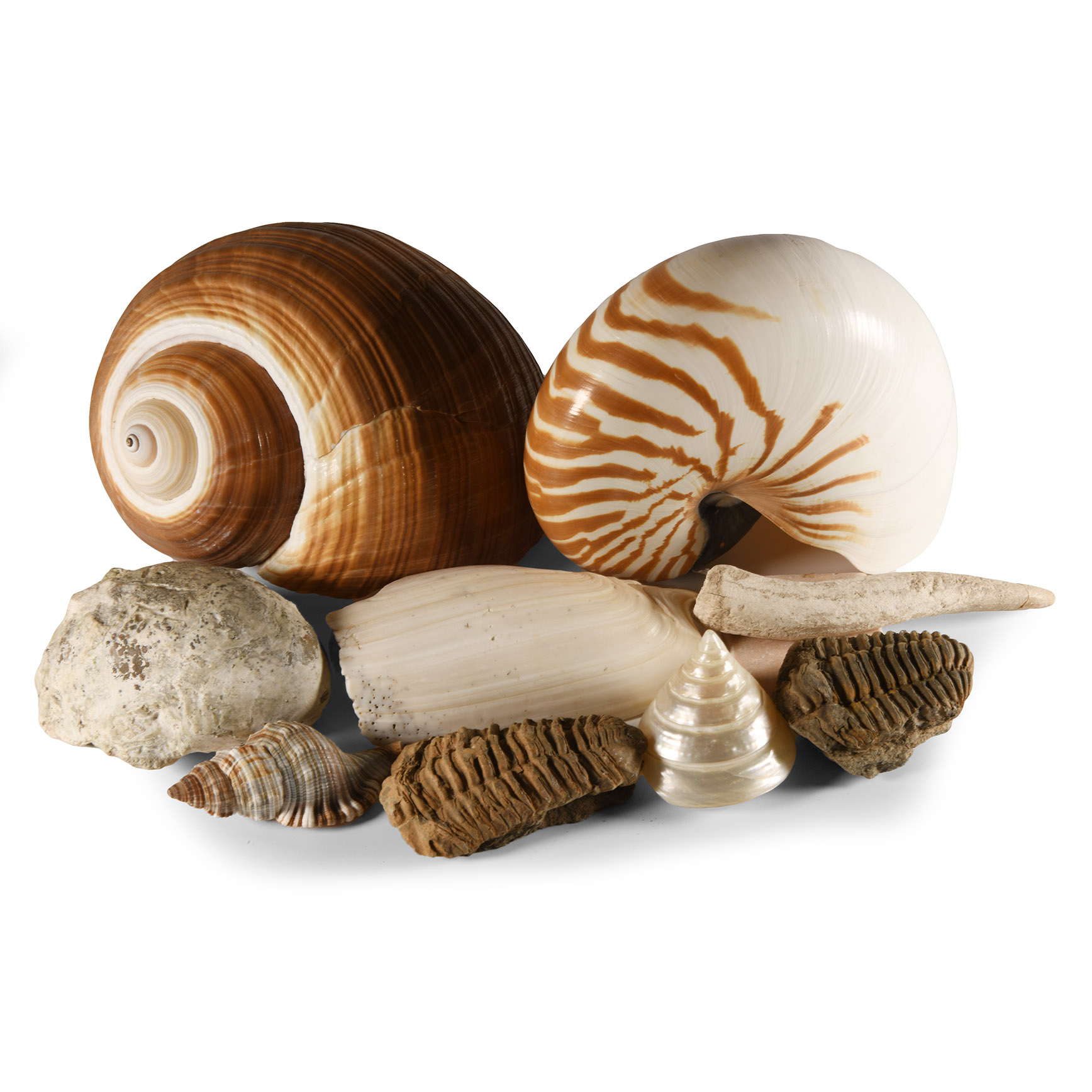 Natural History - Shell and Fossil Group