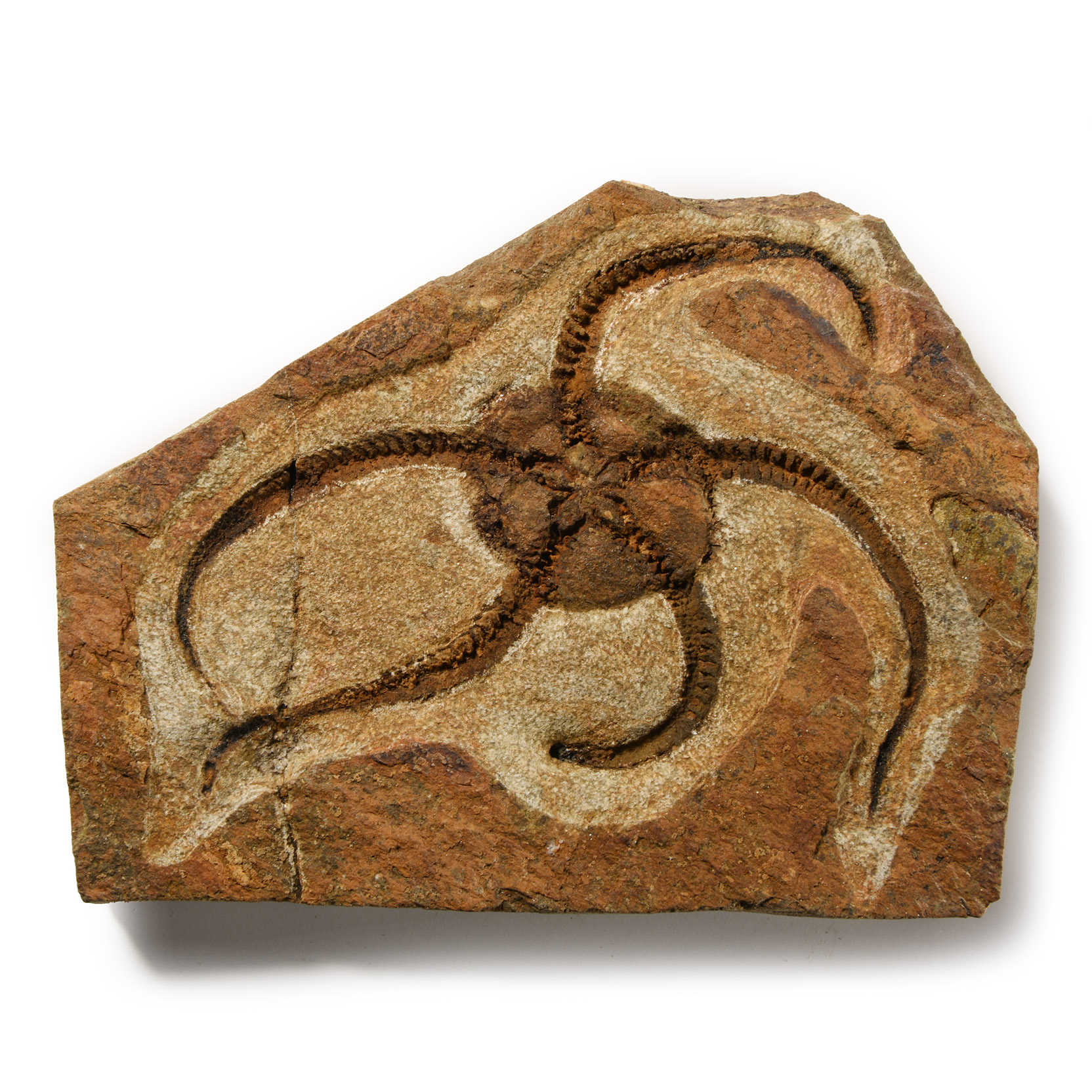 Natural History - Fossil Brittle Star