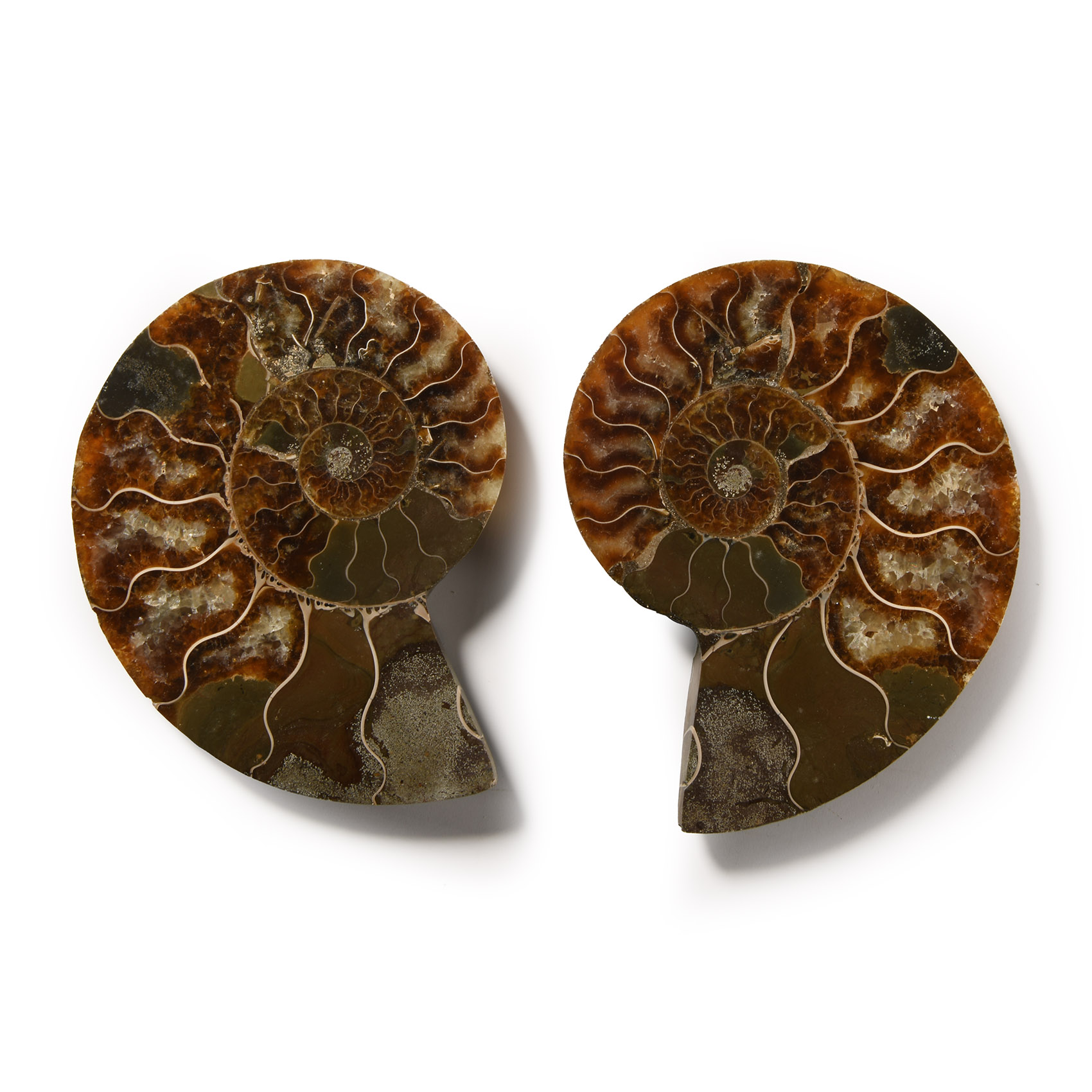 Natural History - Cut and Polished Fossil Ammonite