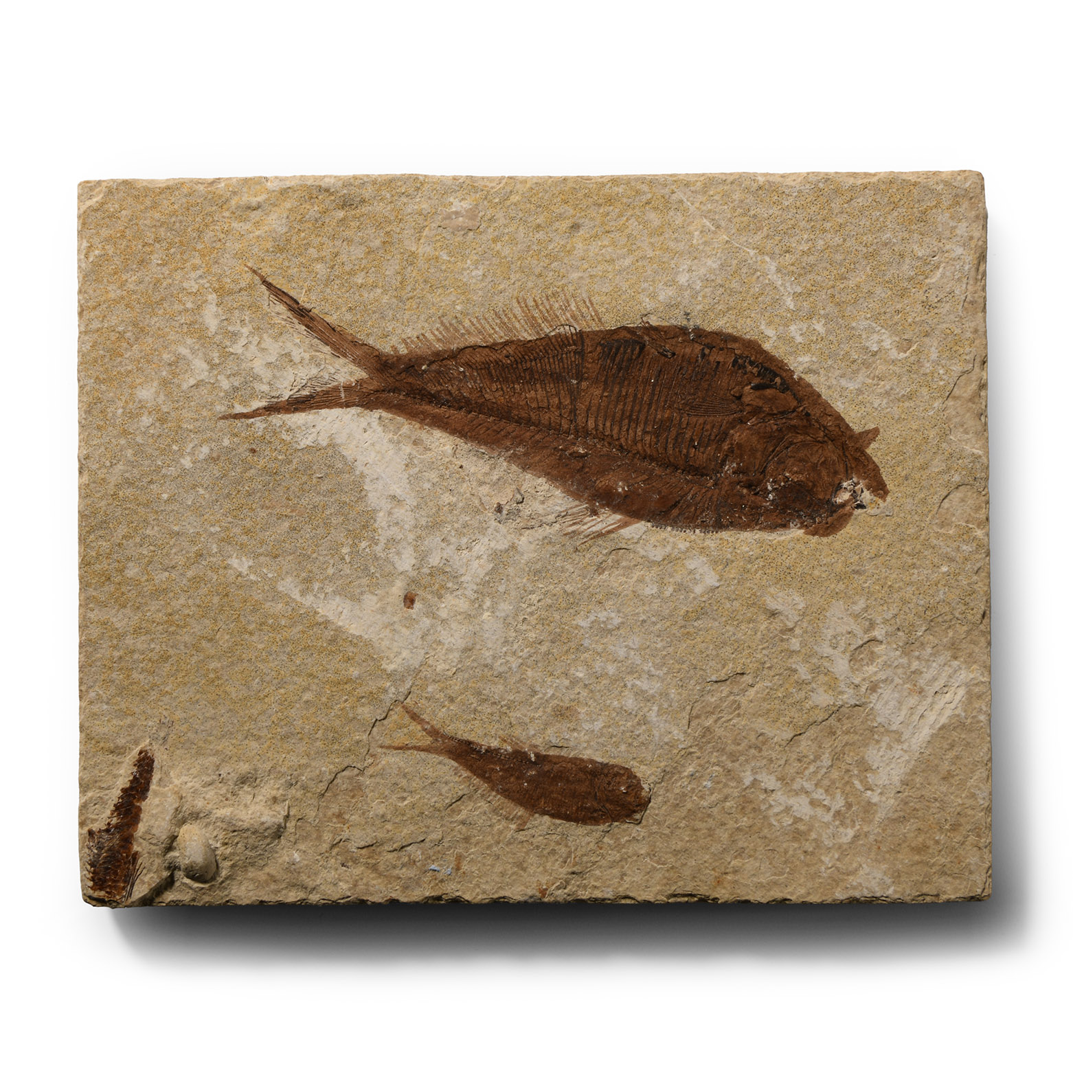 Natural History - Knightia Fossil Fish