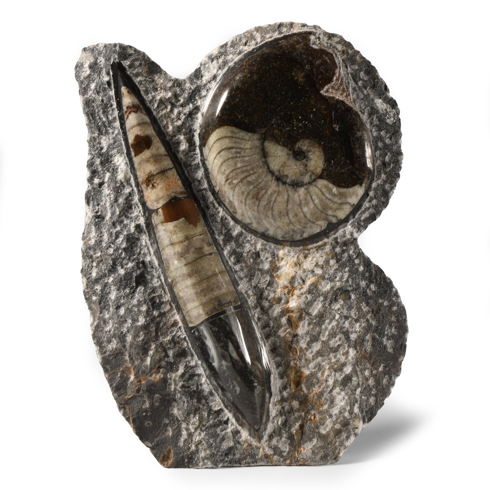 Natural History - Polished Fossil Goniatite and Orthoceras Stand