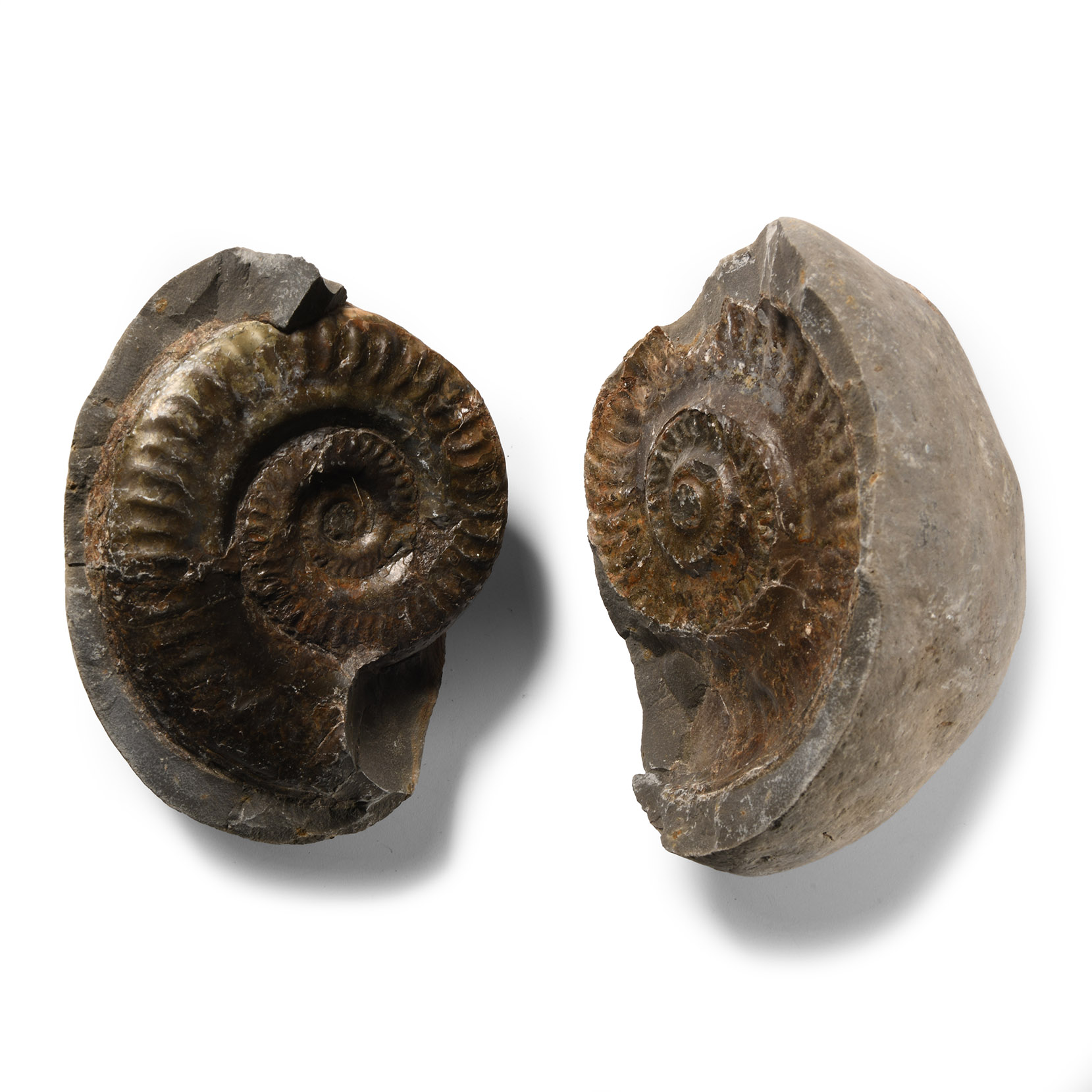 Natural History - Large Fossil Ammonite