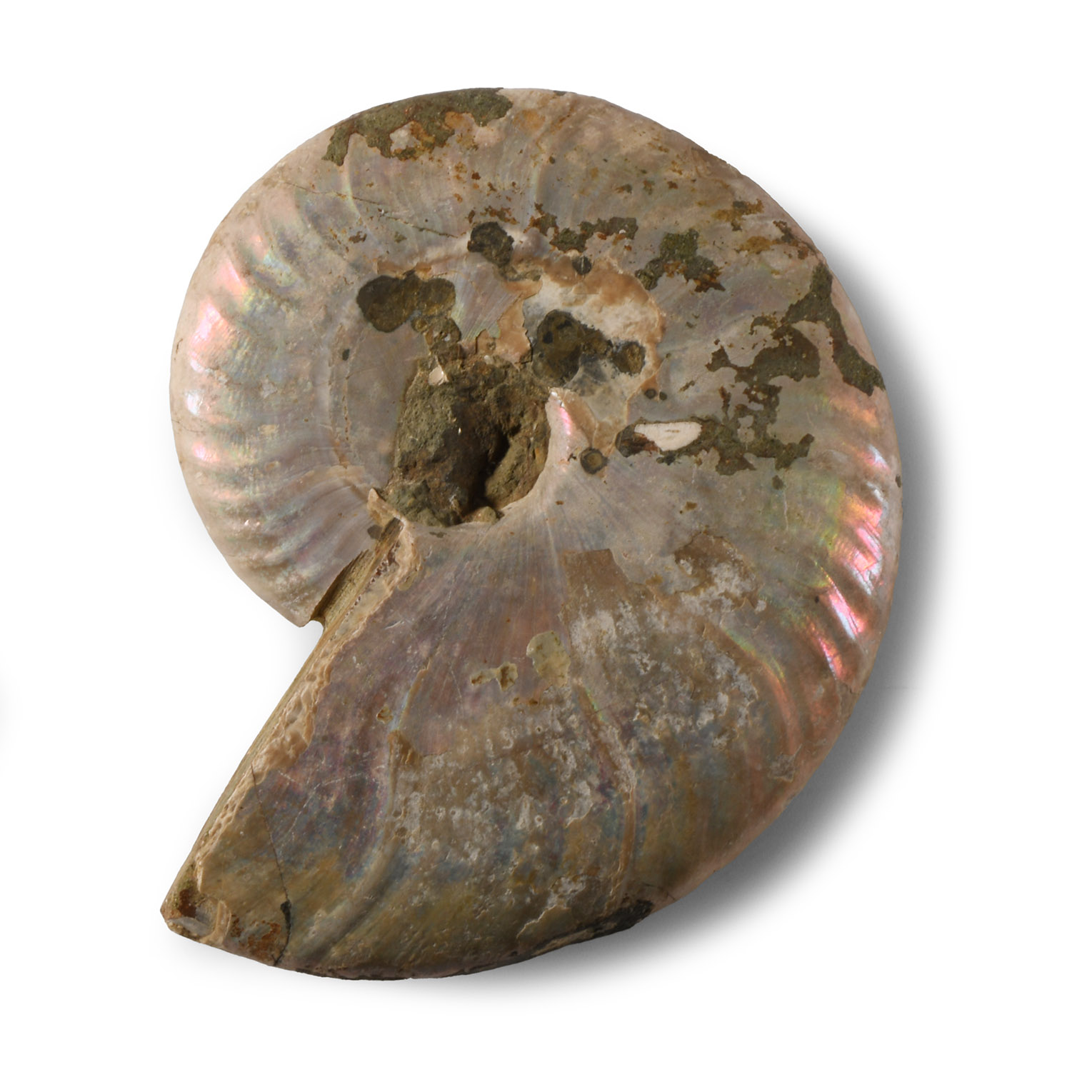 Natural History - Iridescent Fossil Ammonite